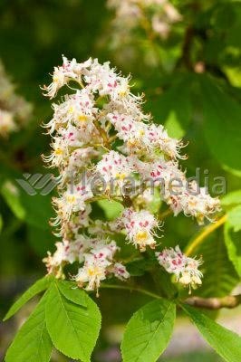 Aesculus x carnea "Briotii" 10L 160/180 Ø4-6