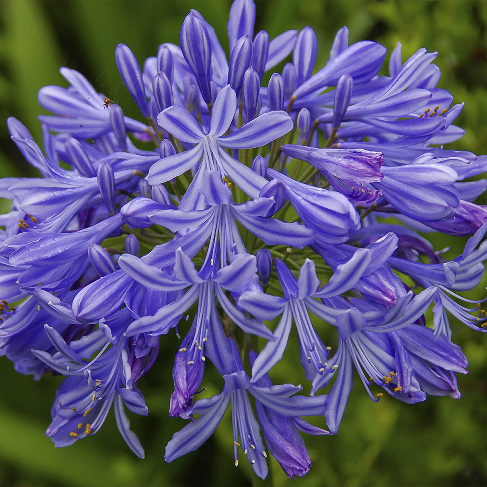 Agapanthus africanus 2L 20/30