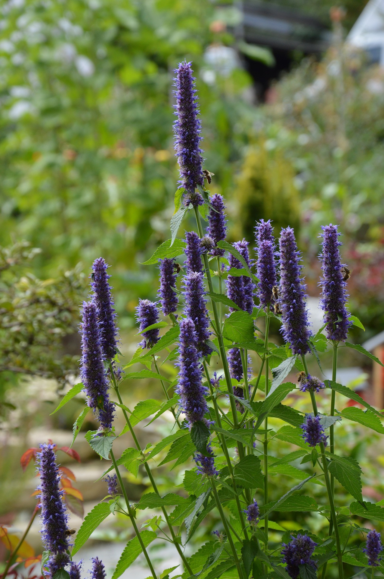 Agastache "Black Adder" 2L R/C