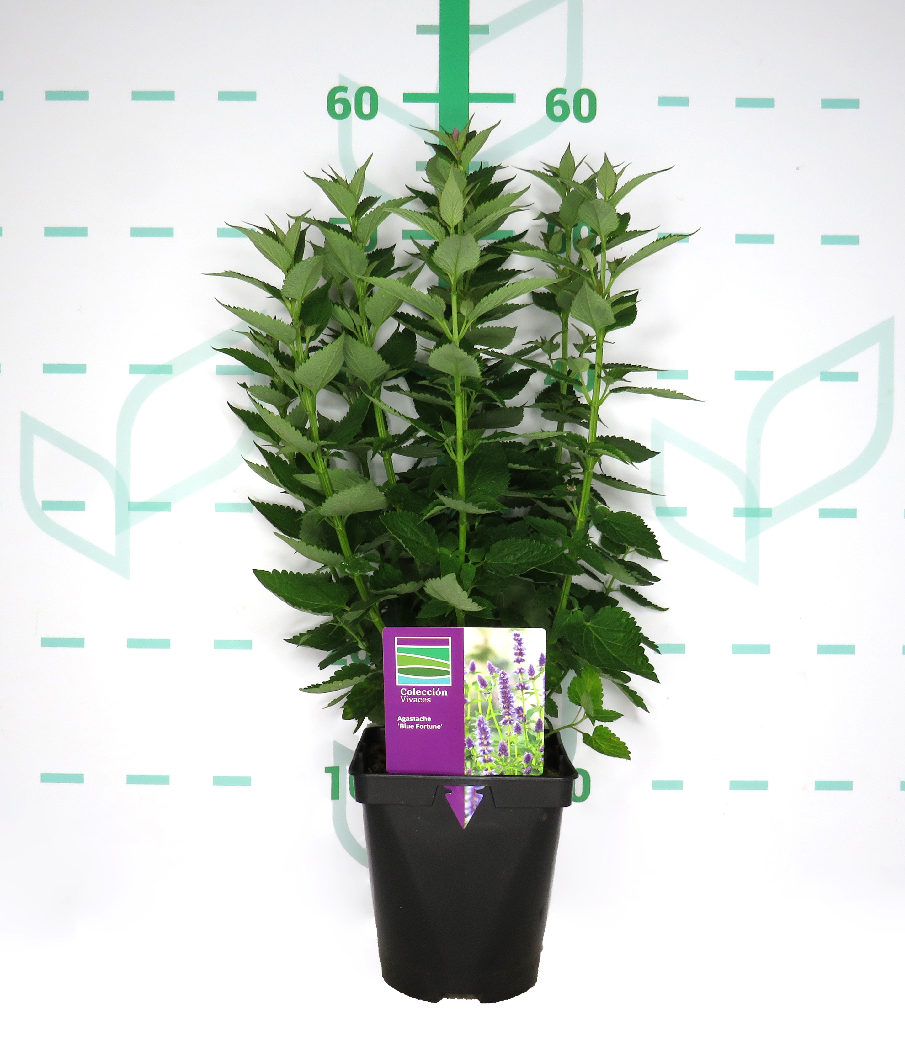 Agastache "Blue Fortune" 2L R/C 20/30