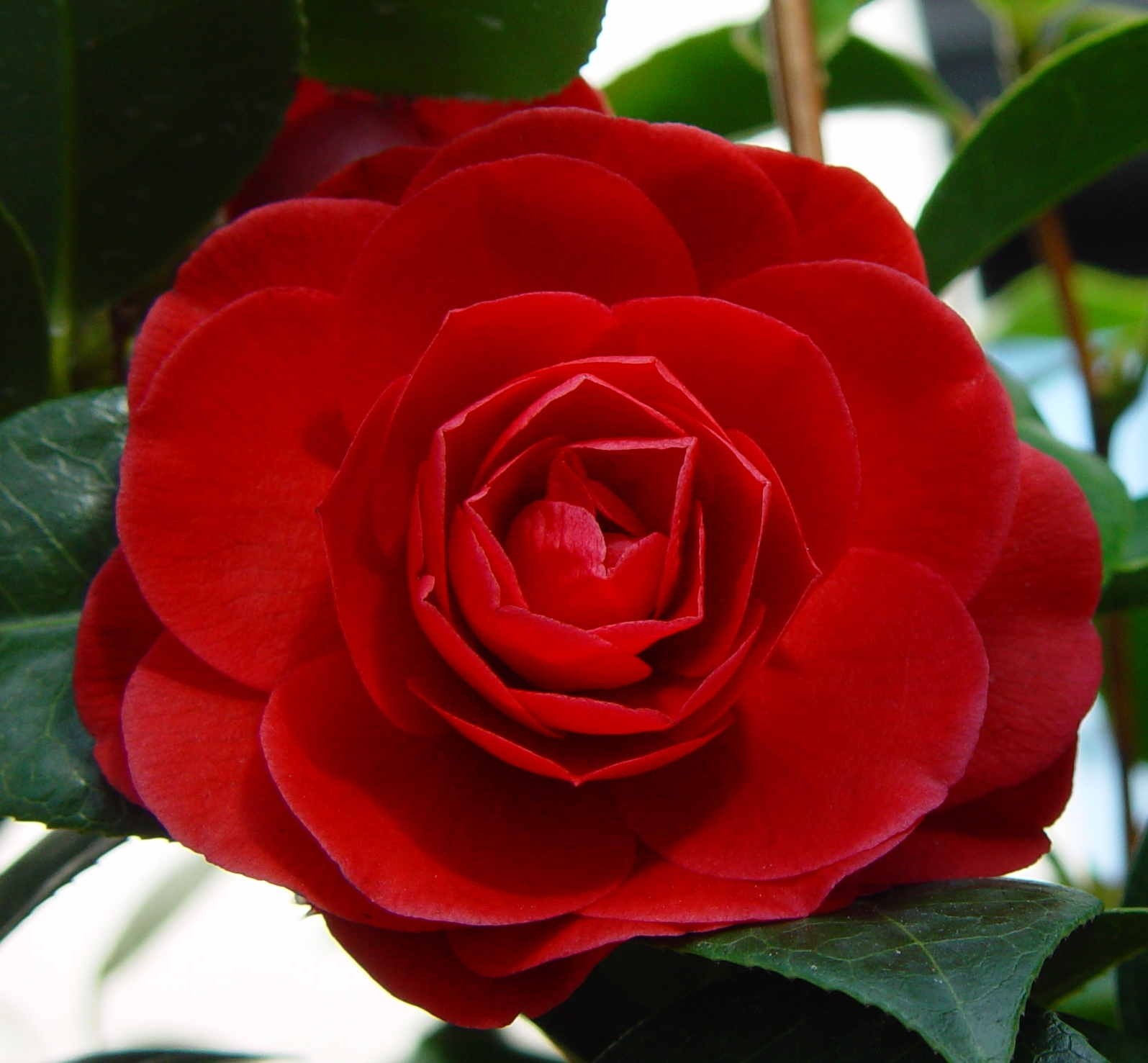 Camellia 1.5L 8+ 30/40