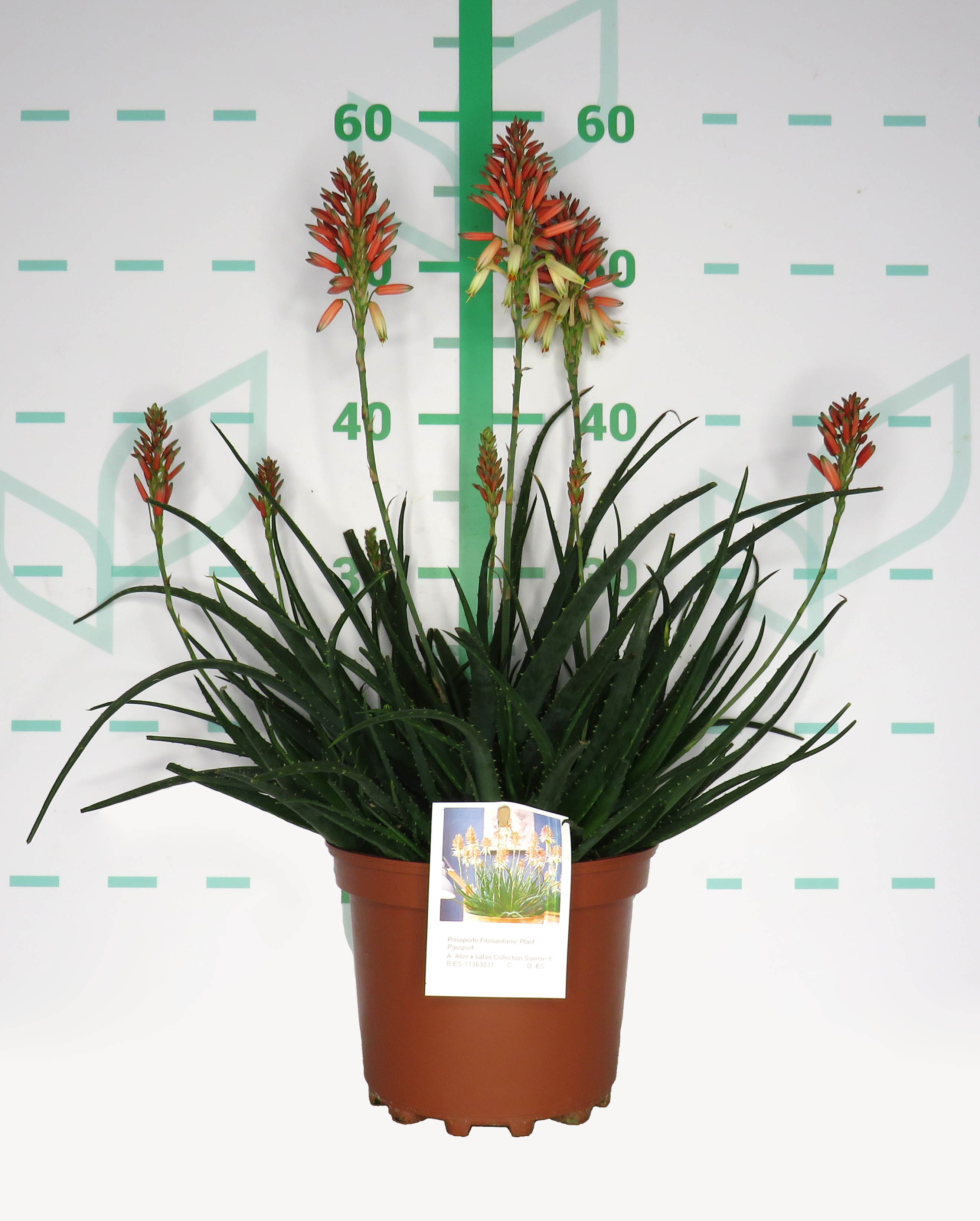 Aloe x safari Collection Sunrise ® 3L 20/25