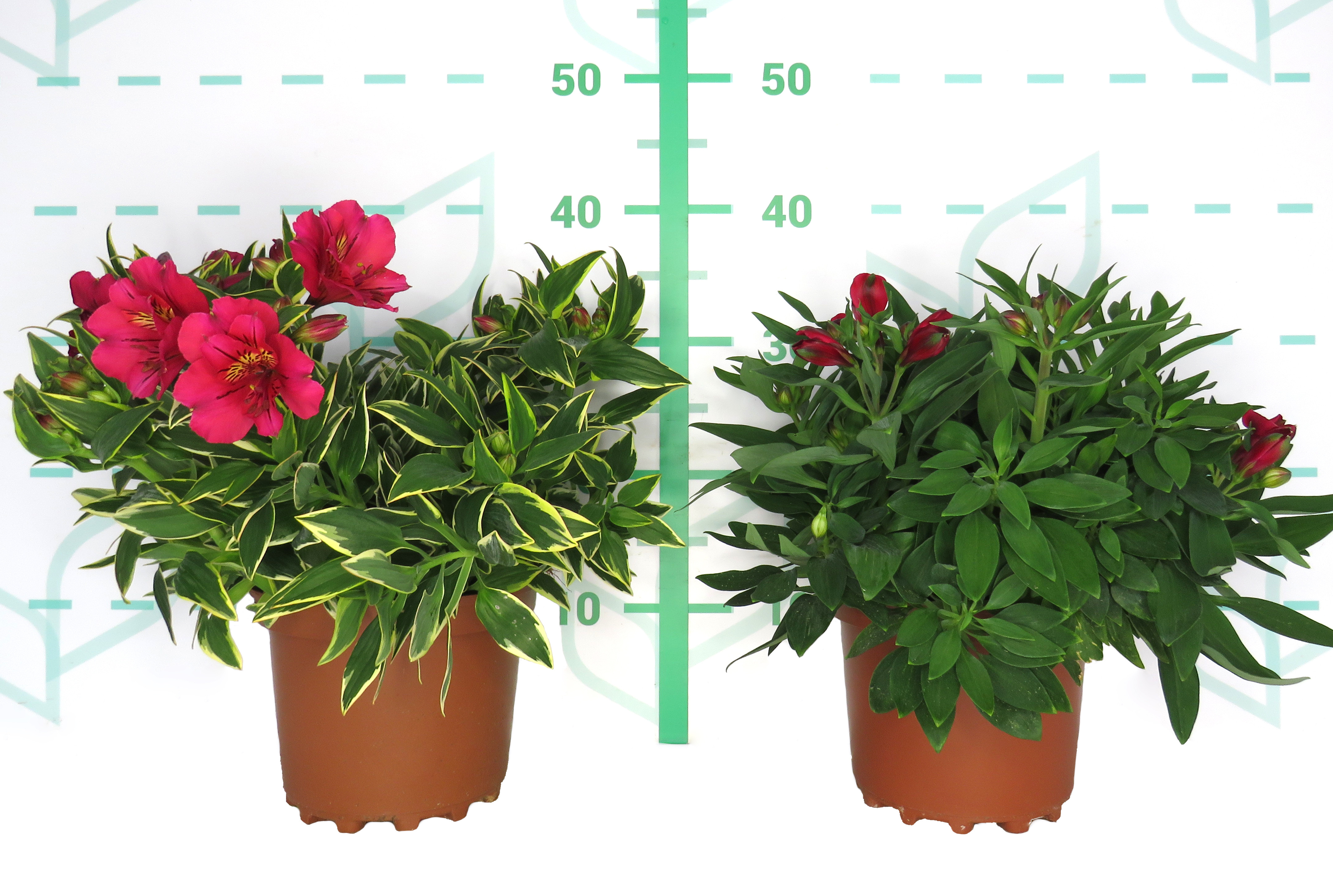 Alstroemeria hybrida  3L 15/20