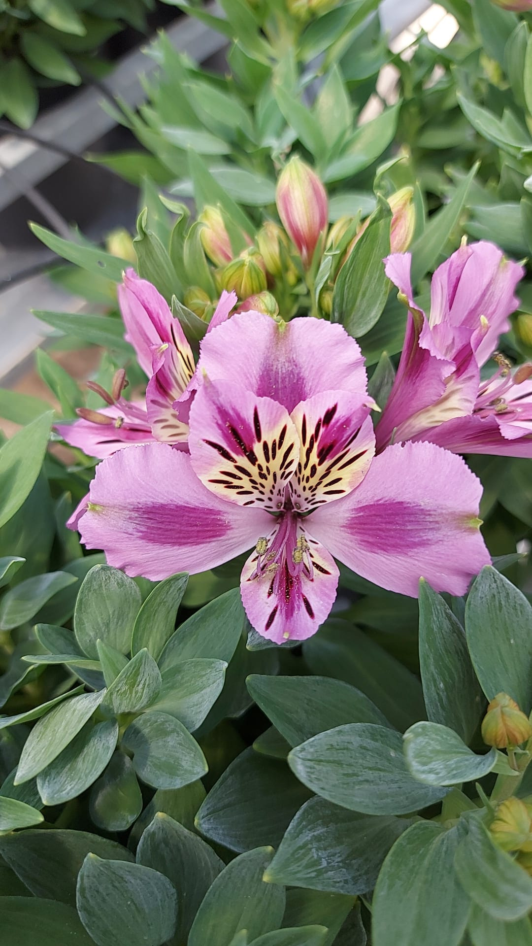 Alstroemeria hybrida  3L
