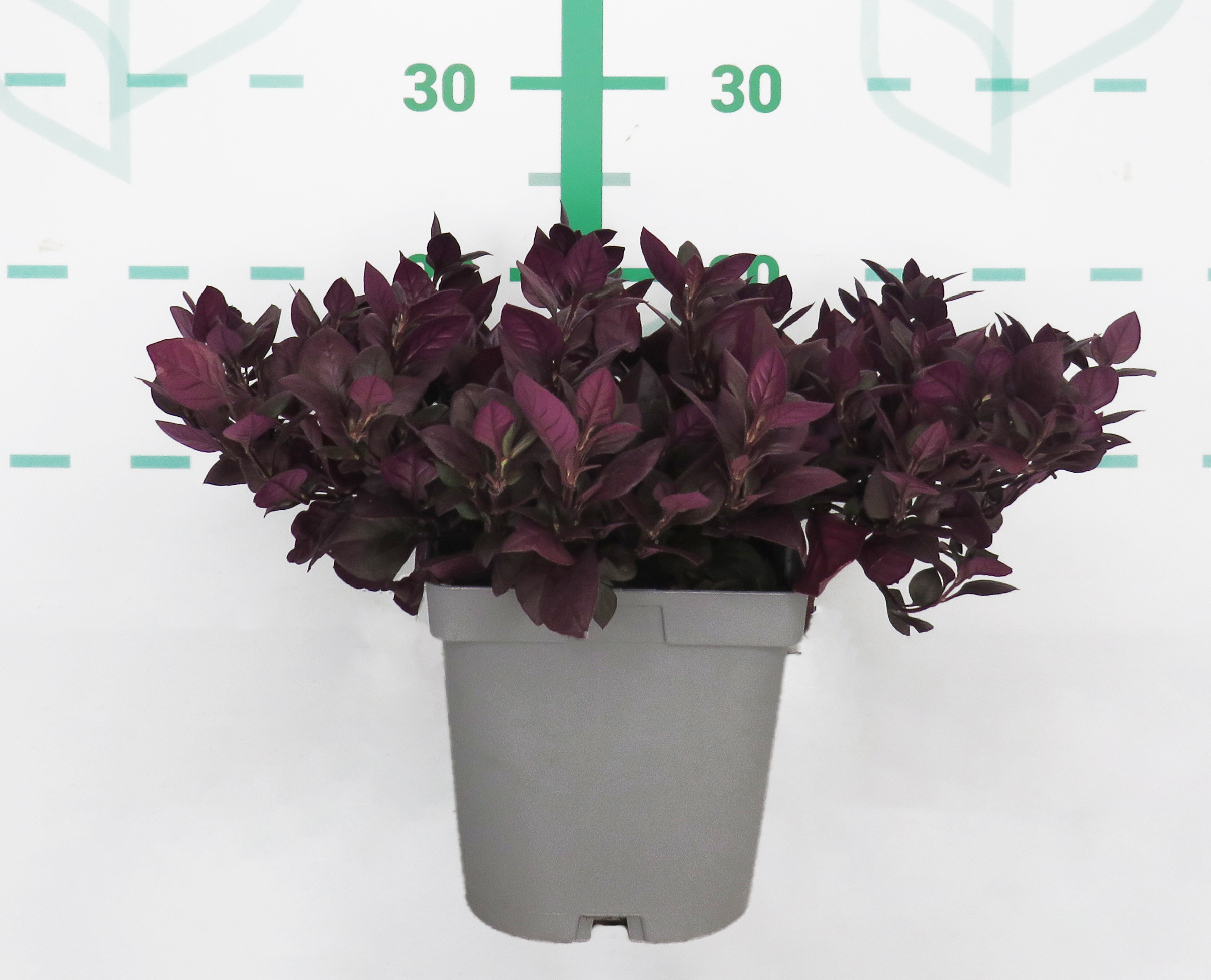 Alternanthera dentata 2L 10/20