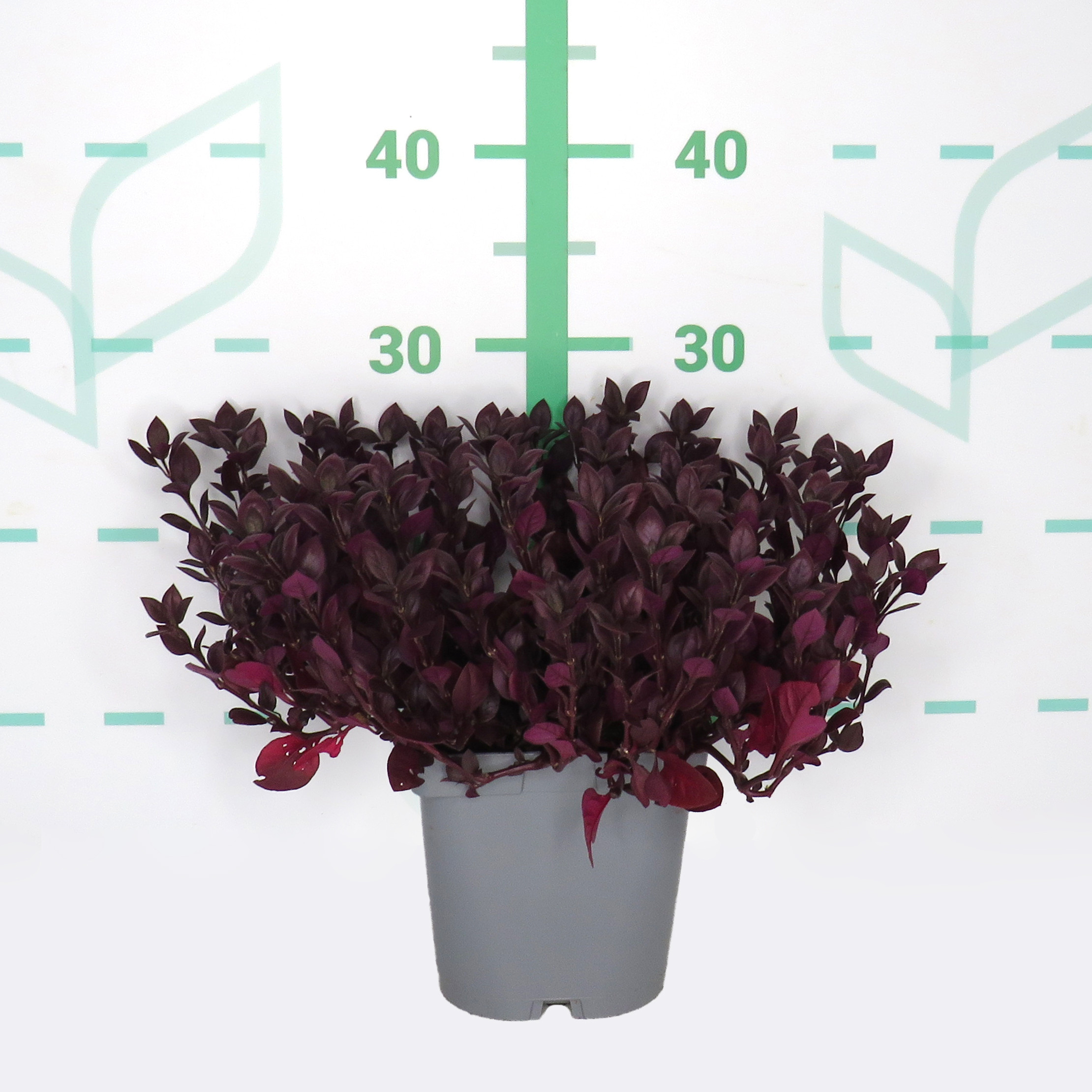 Alternanthera dentata 2L 10/20