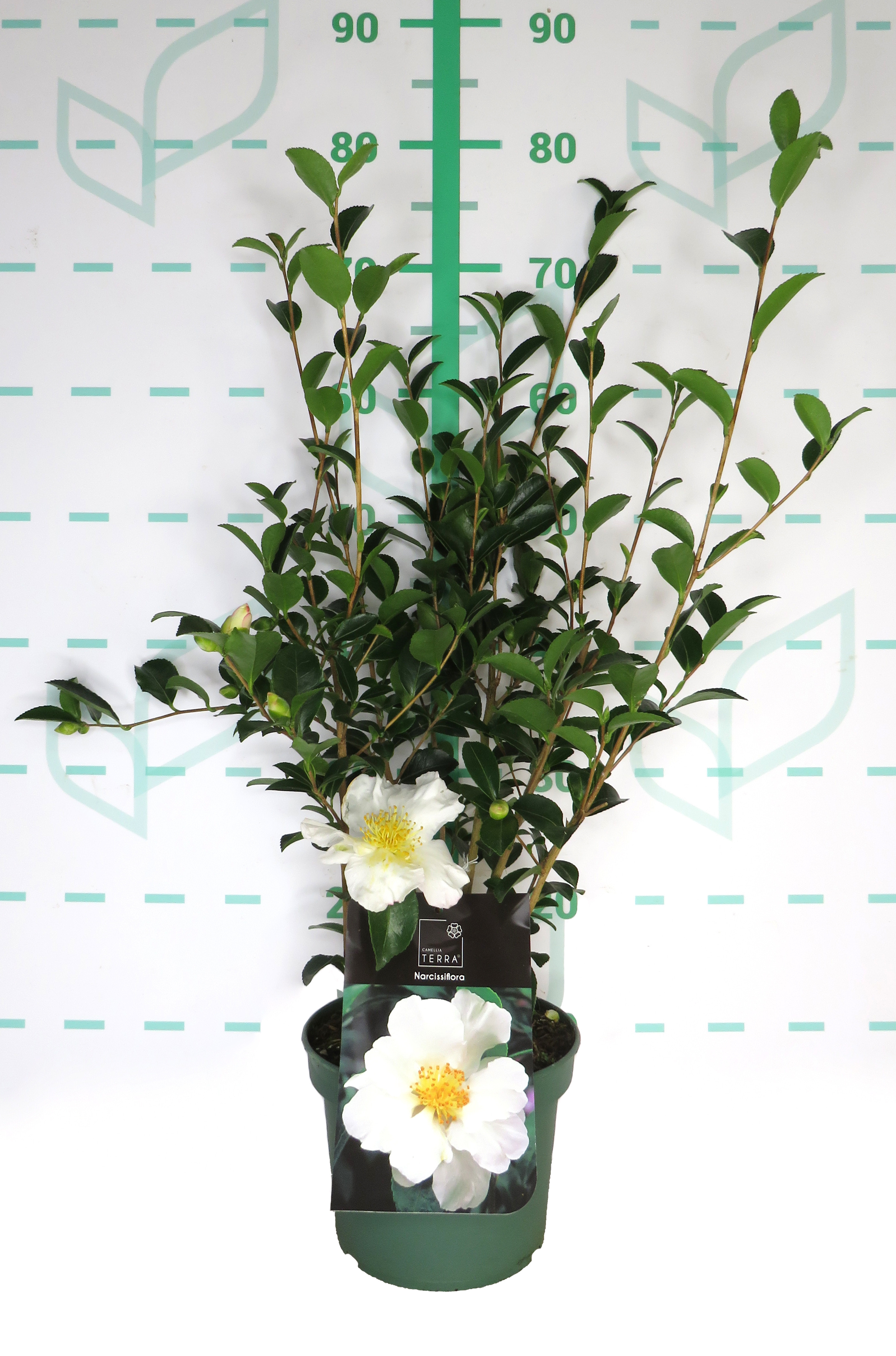 Camellia sasanqua 3L 50/70 
