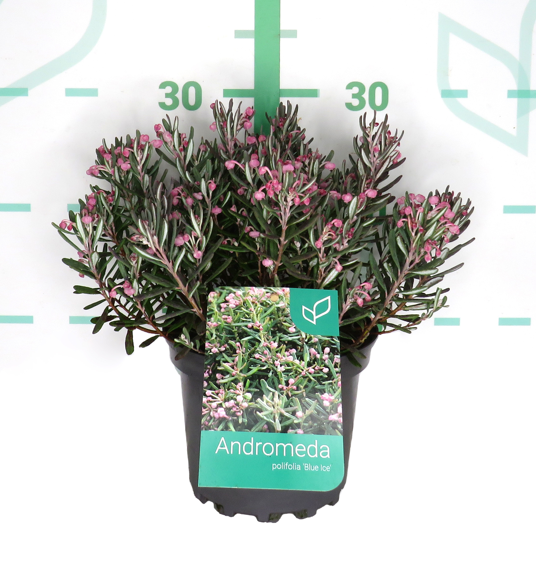 Andromeda polifolia 2L 20/25 