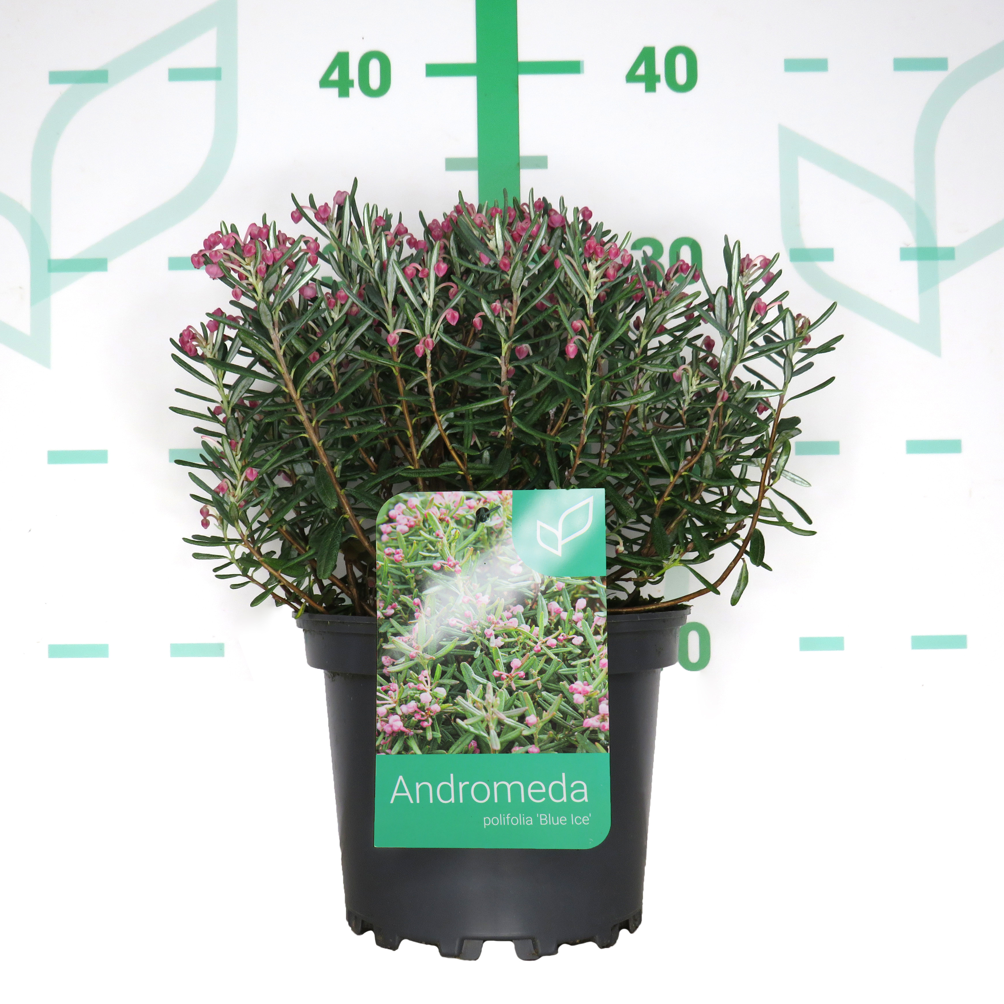 Andromeda polifolia 2L 20/25 