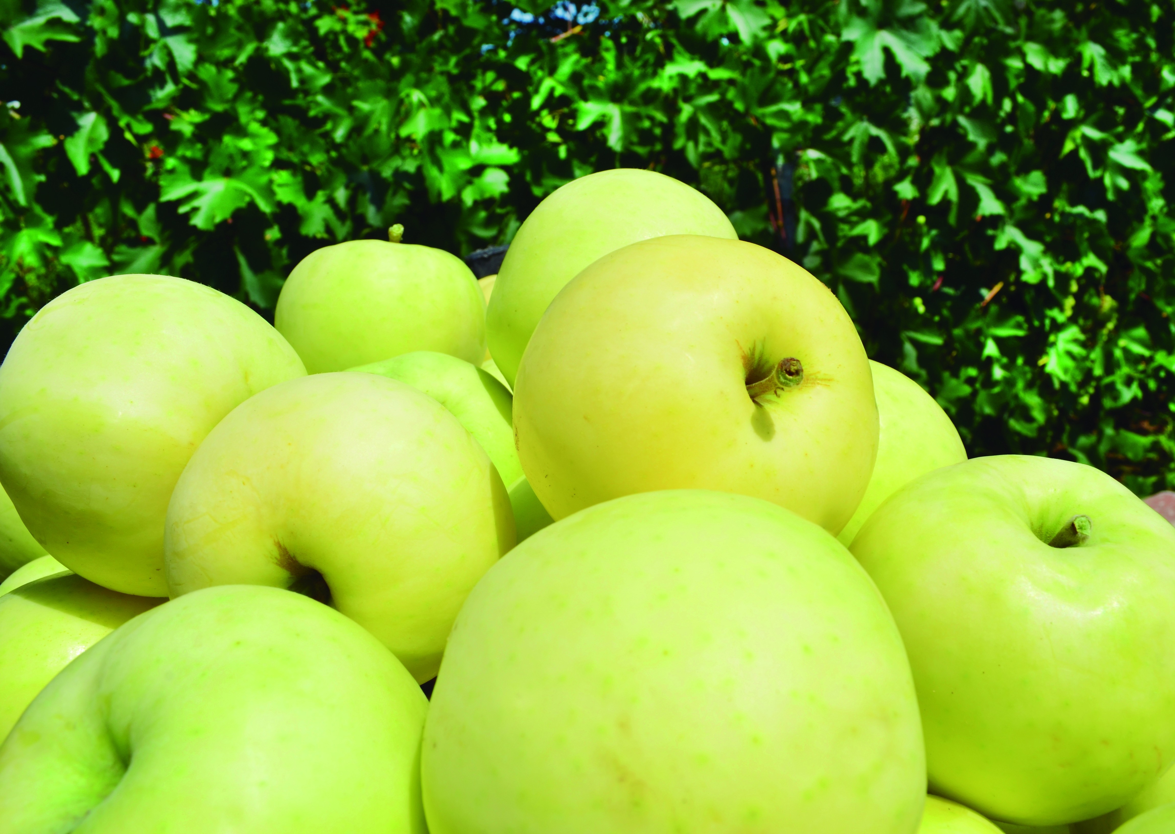 Apple Me Yellow 3.5L Cuadrada 70/80 "Golden" (Manzana golden amarilla)