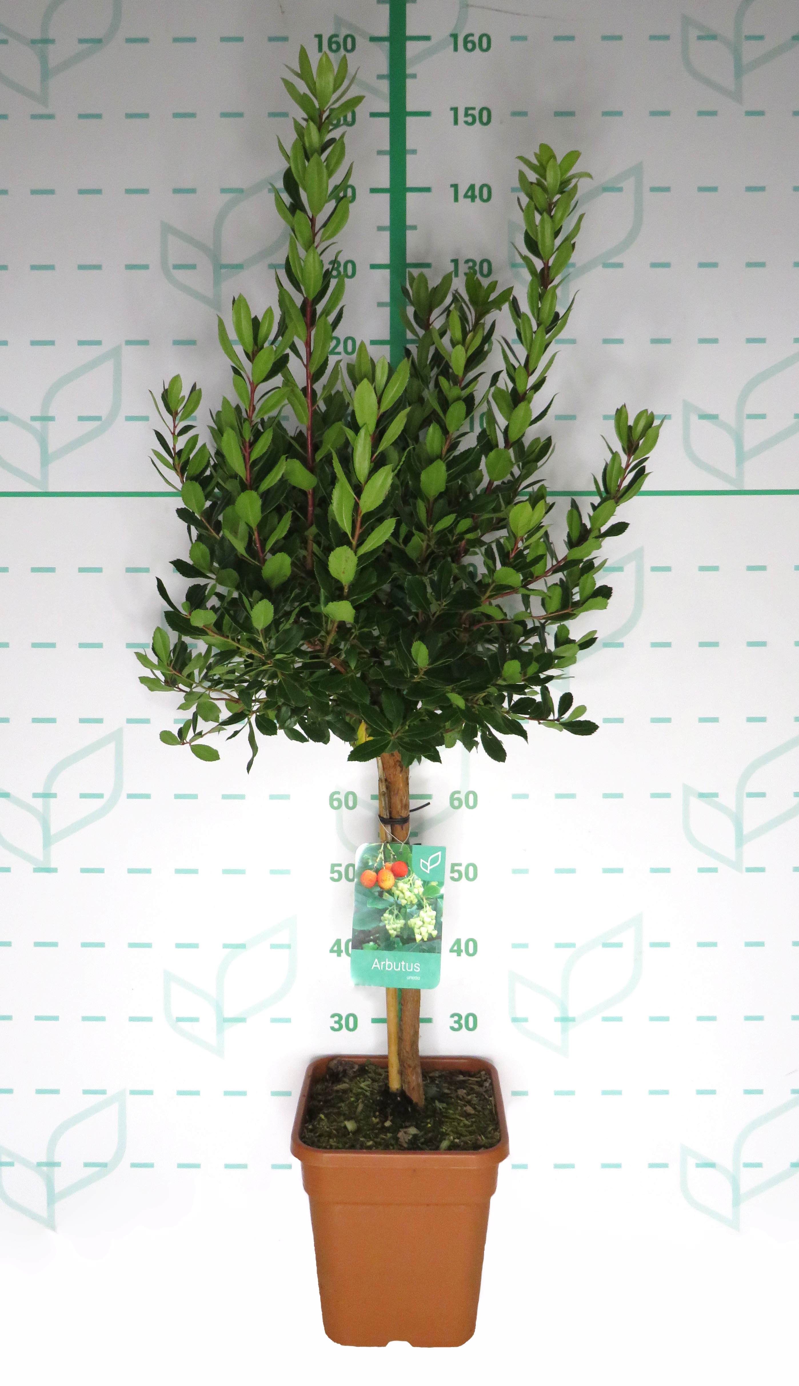 Arbutus unedo 11L Cuadrada  Ht 80/90 80/100 (Mini copa)