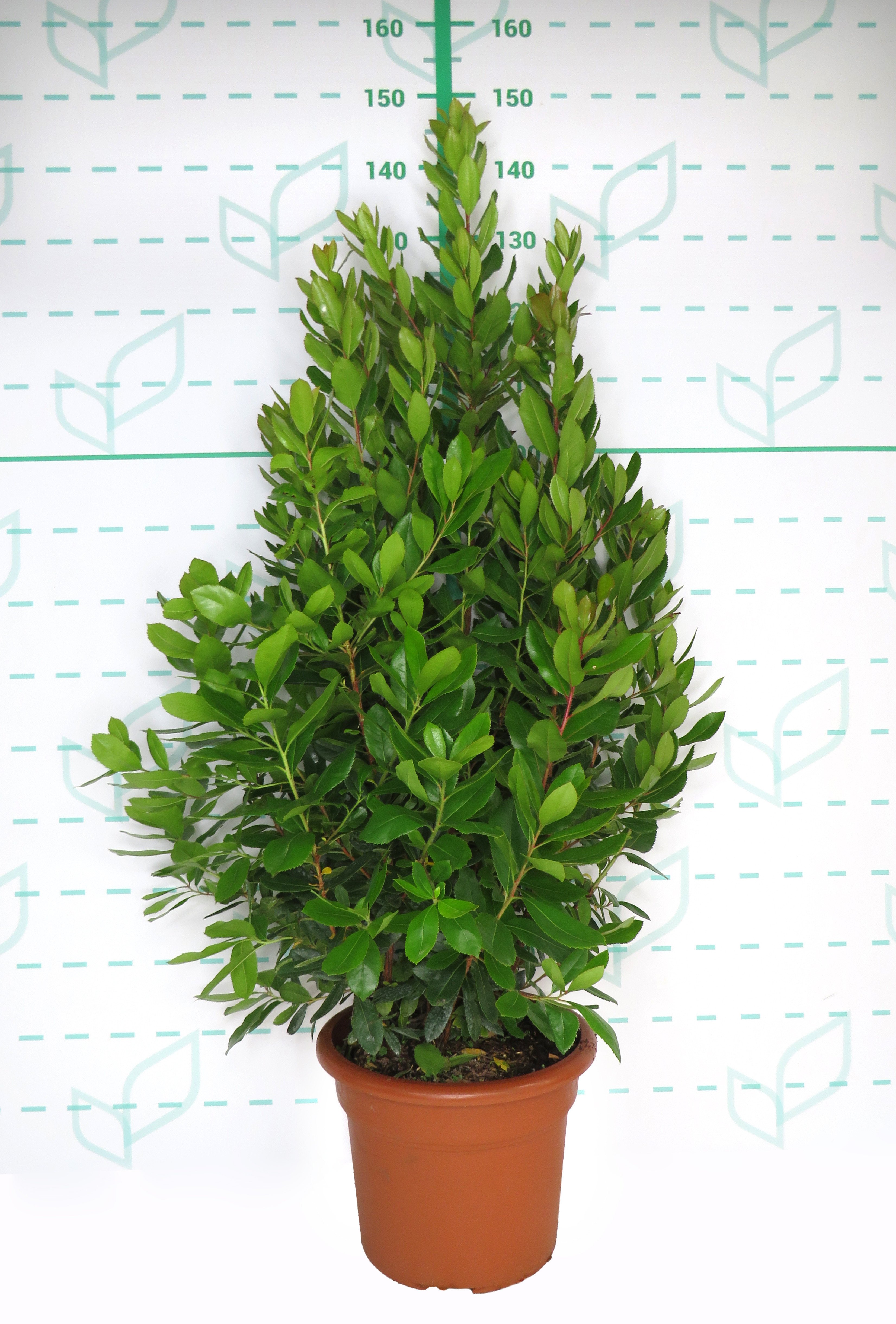 Arbutus unedo 15L 100/120