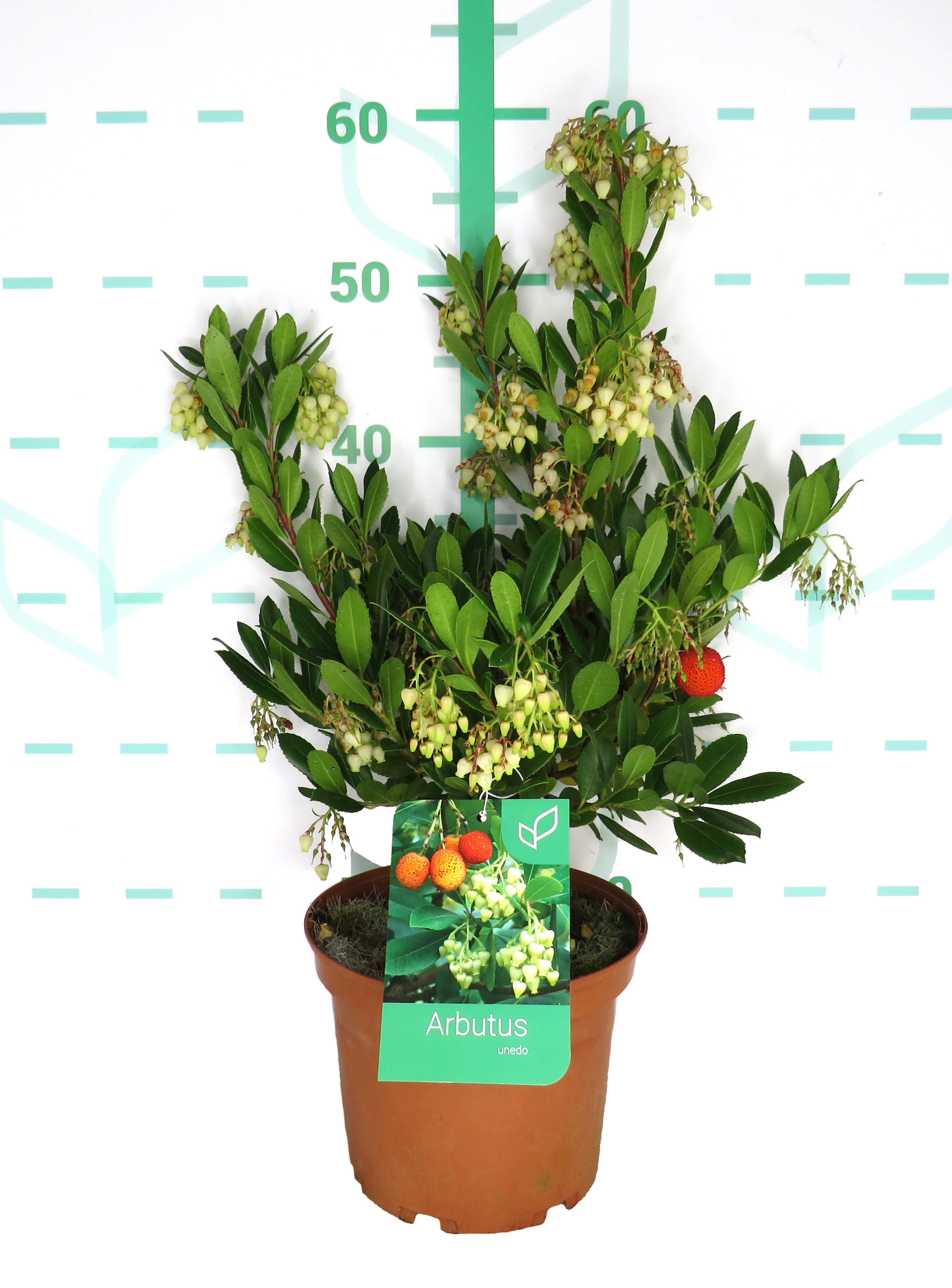 Arbutus unedo 3L 25/35