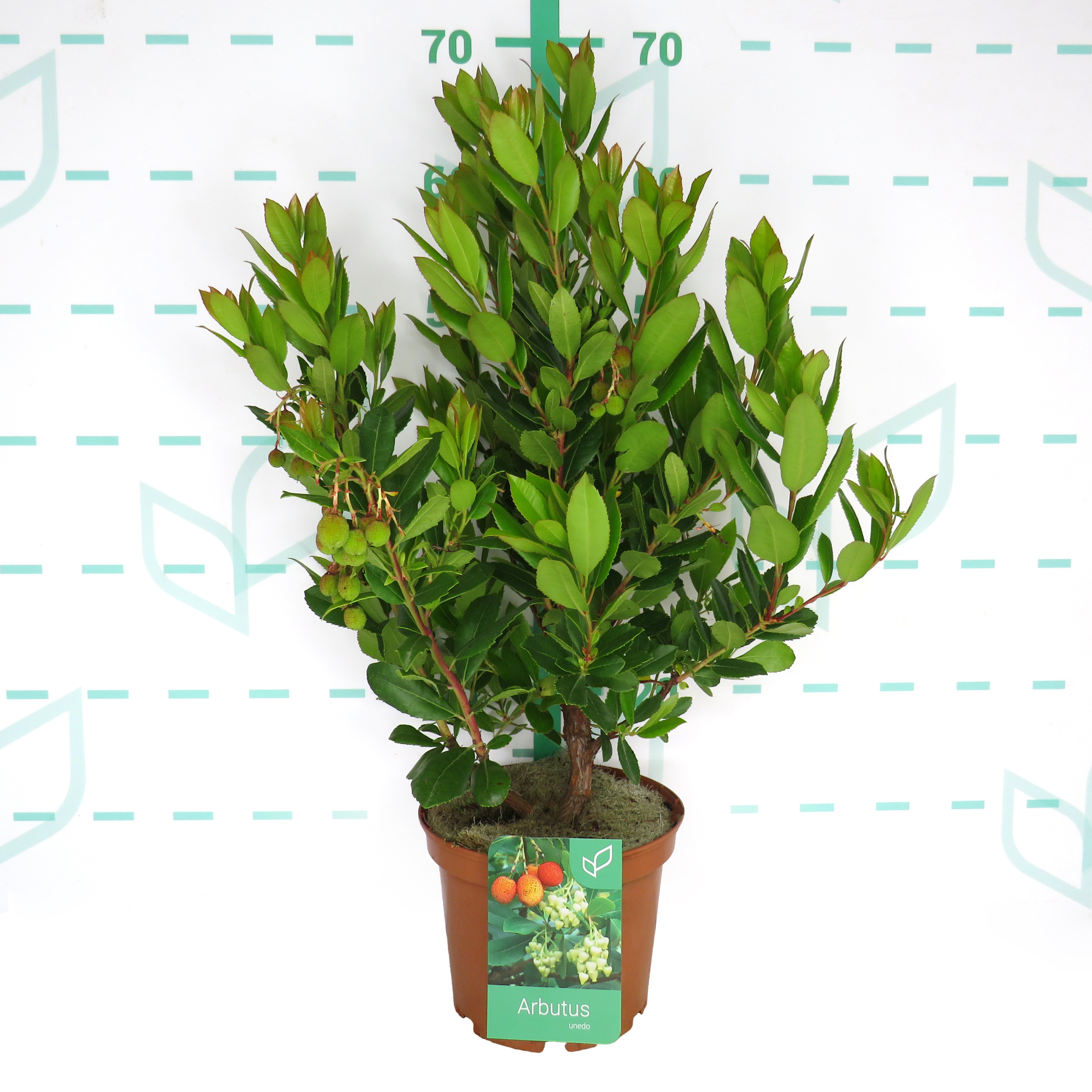 Arbutus unedo 3L 25/35