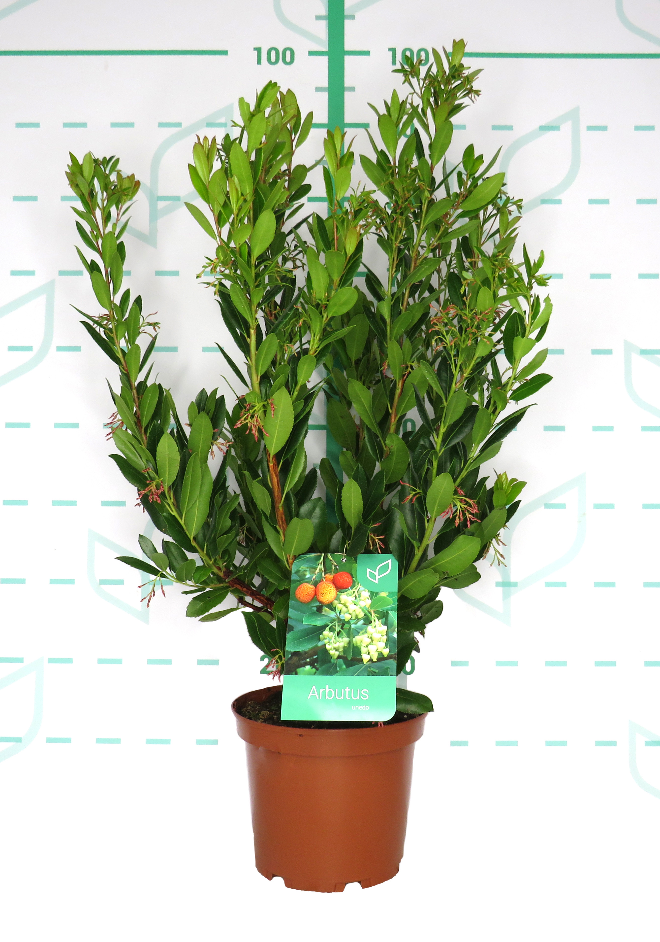 Arbutus unedo 5L 40/50
