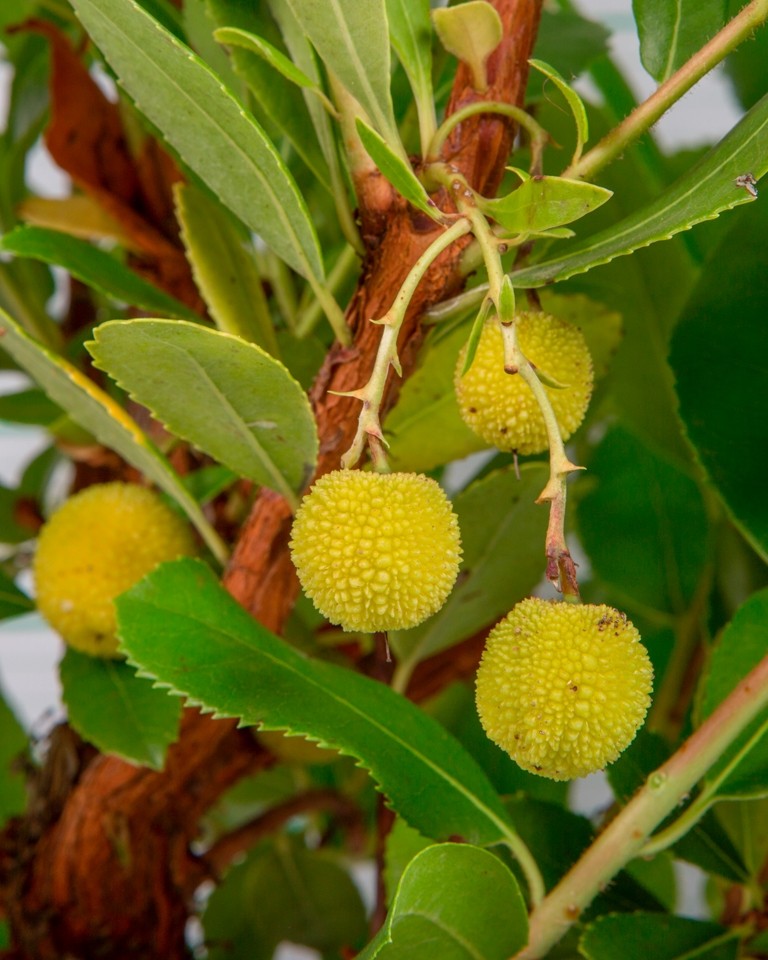 Arbutus unedo 10L 60/80