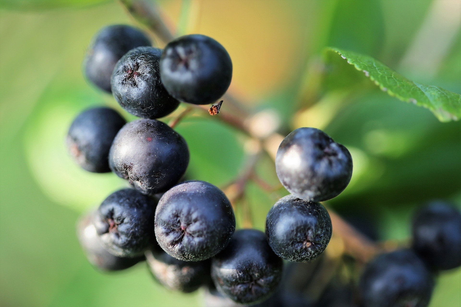 Aronia melanocarpa "Nero" 5L 30/40