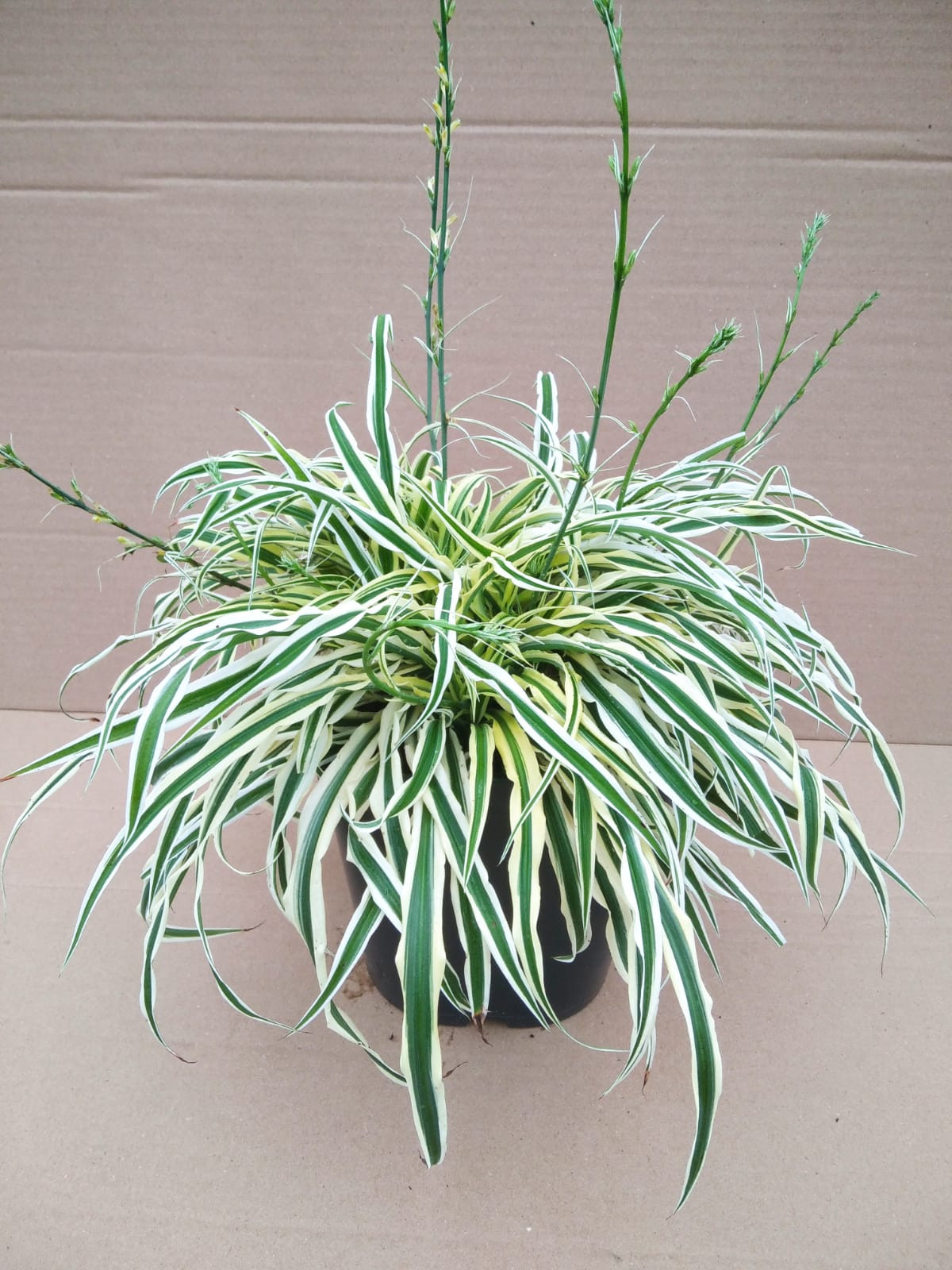 Arthropodium candidum "Little Lilia" ® 2.5L R/C 20/30