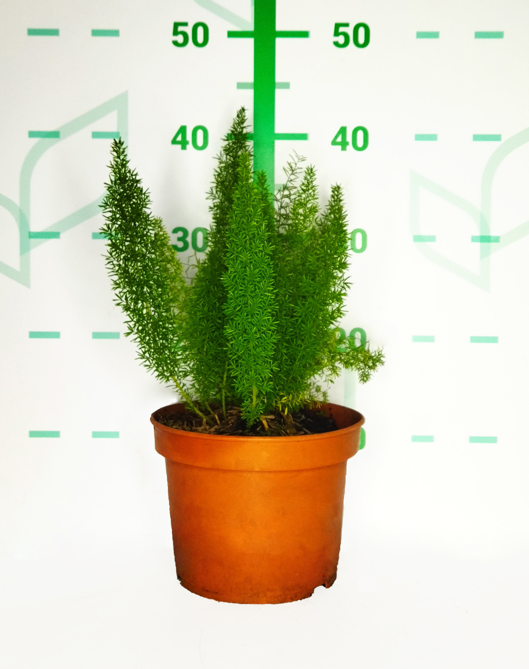 Asparagus meyeri 3L 20/30