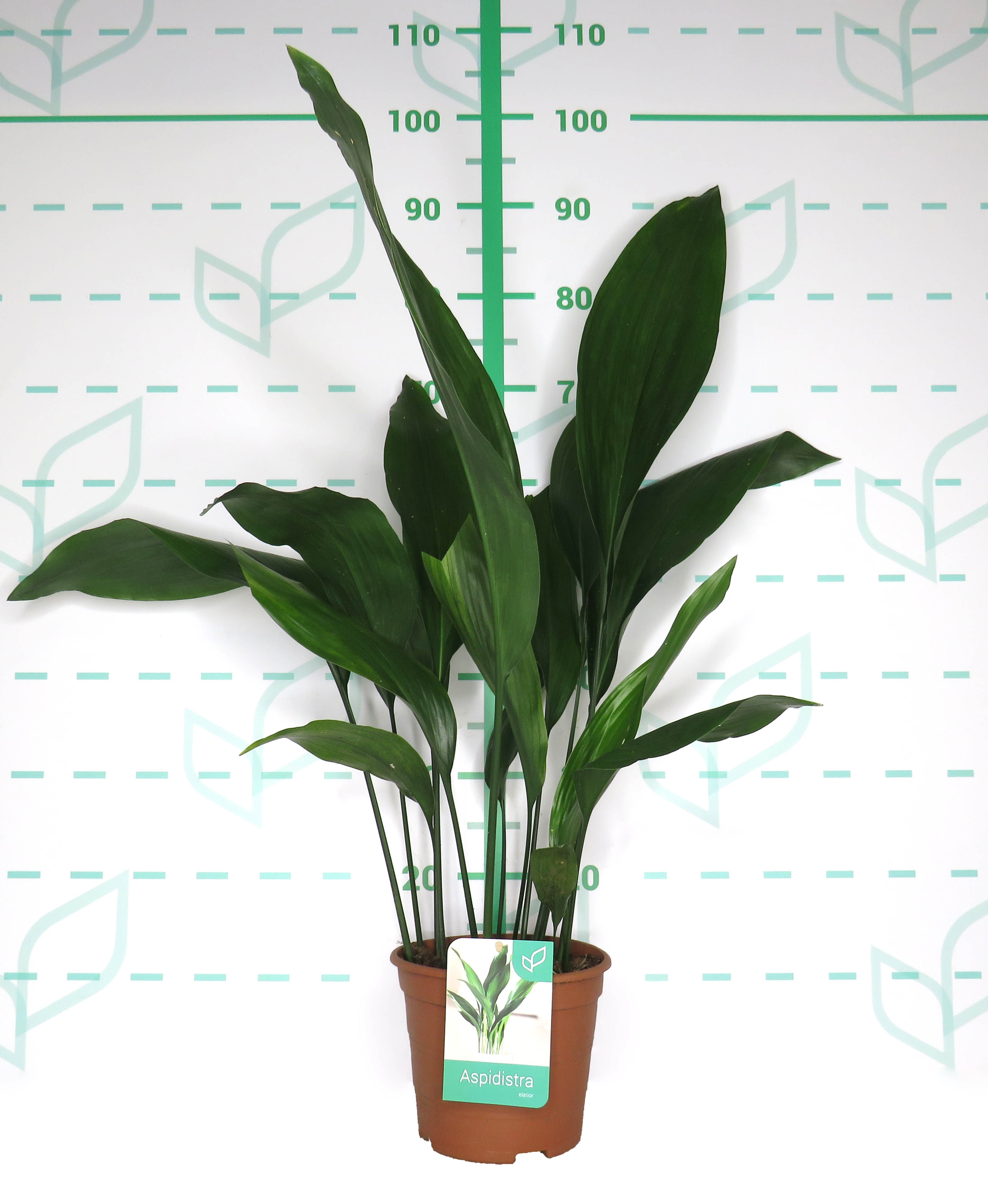 Aspidistra elatior 3L Deco 40/50