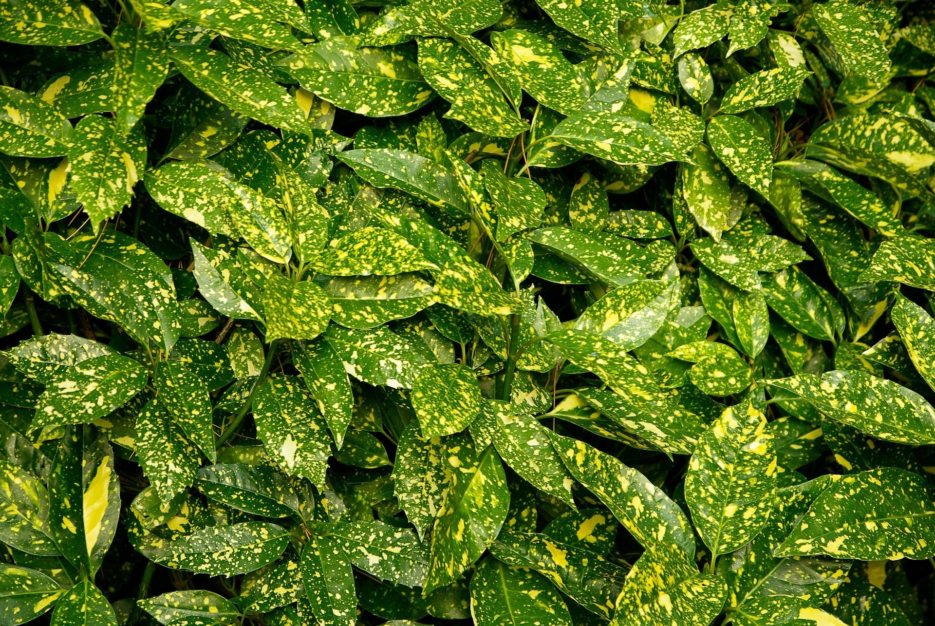 Aucuba japonica "Crotonifolia" 10L 40/50
