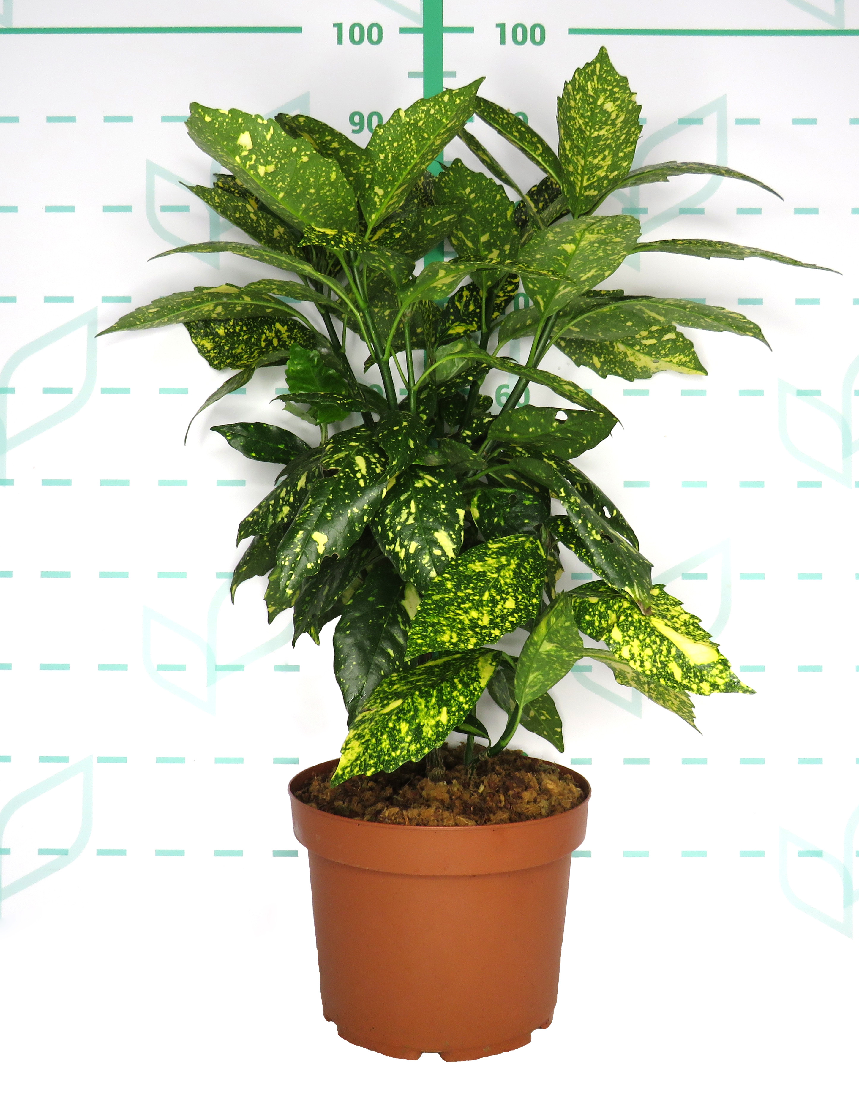 Aucuba japonica "Crotonifolia" 10L 40/50