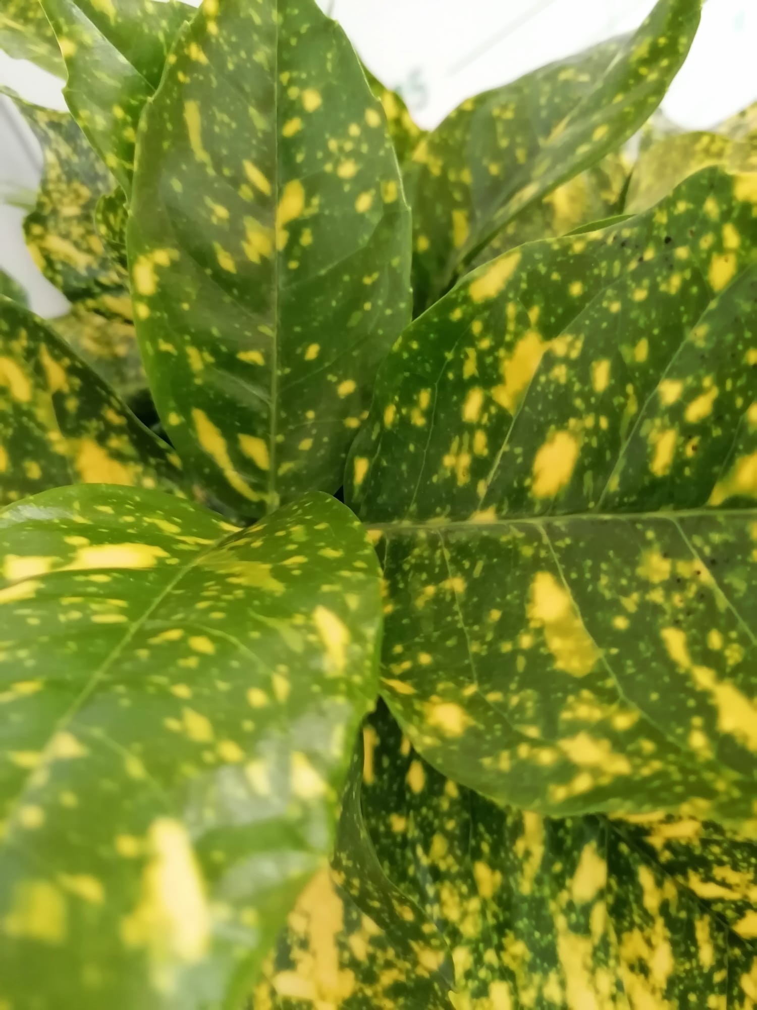 Aucuba japonica "Crotonifolia" 5L 40/50