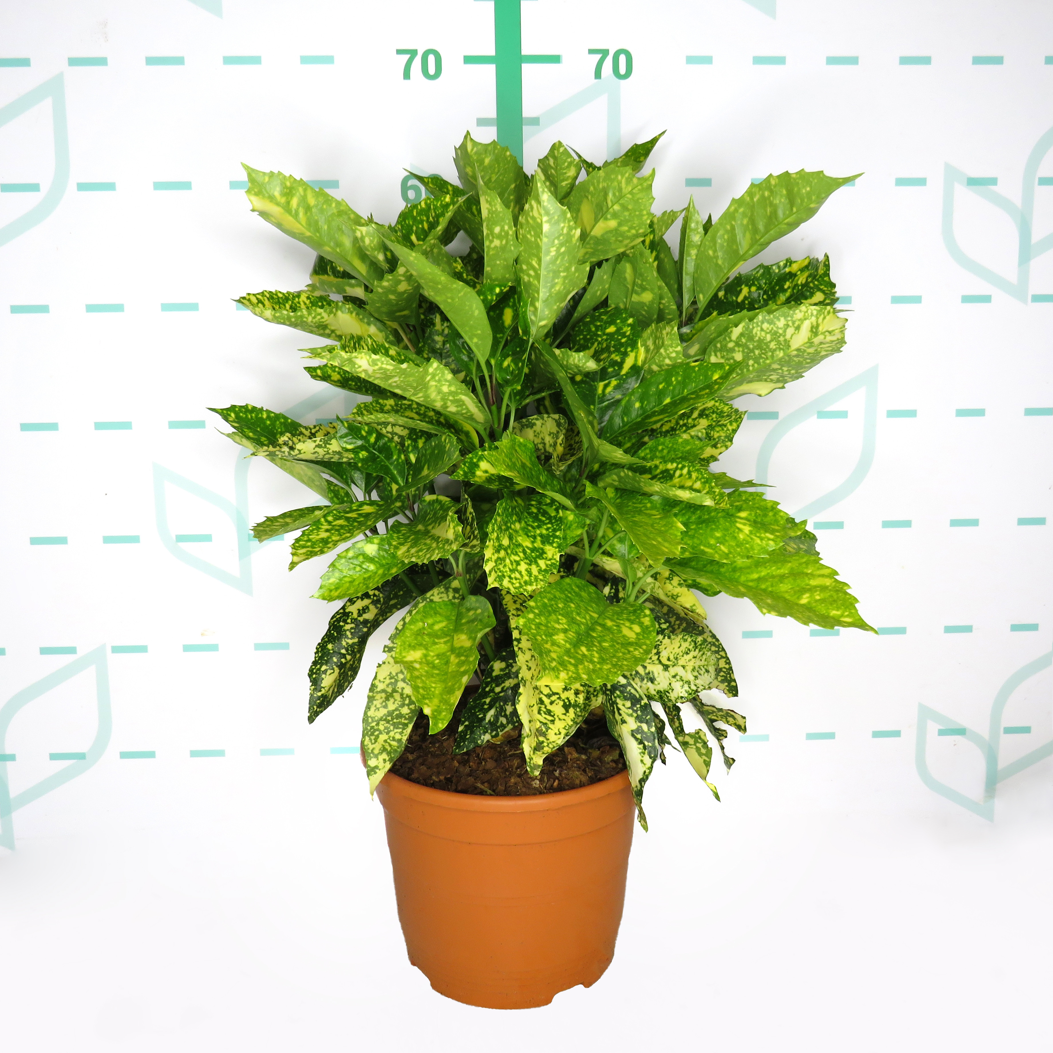 Aucuba japonica "Crotonifolia" 5L 40/50