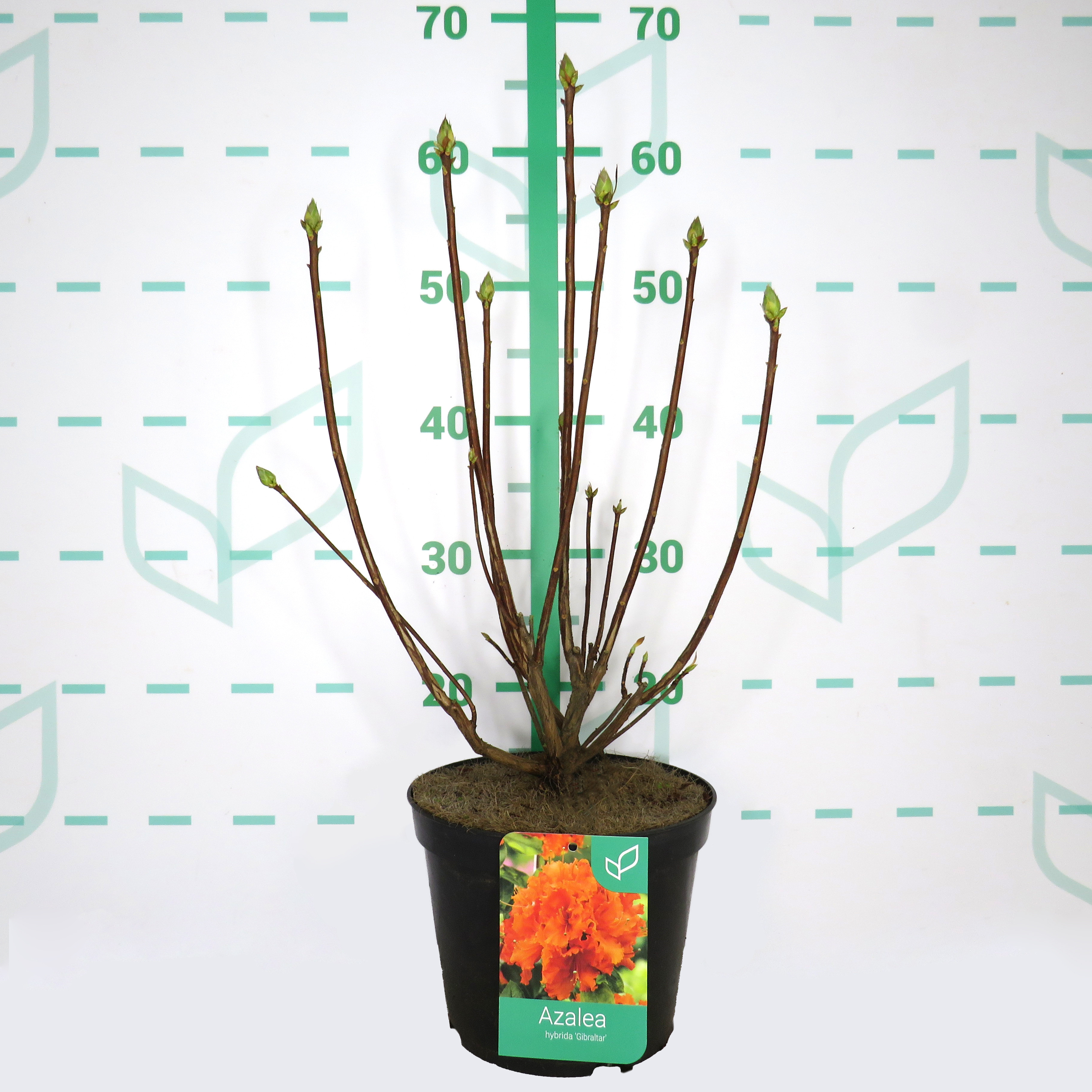 Azalea hibrida 3.5L 40/60