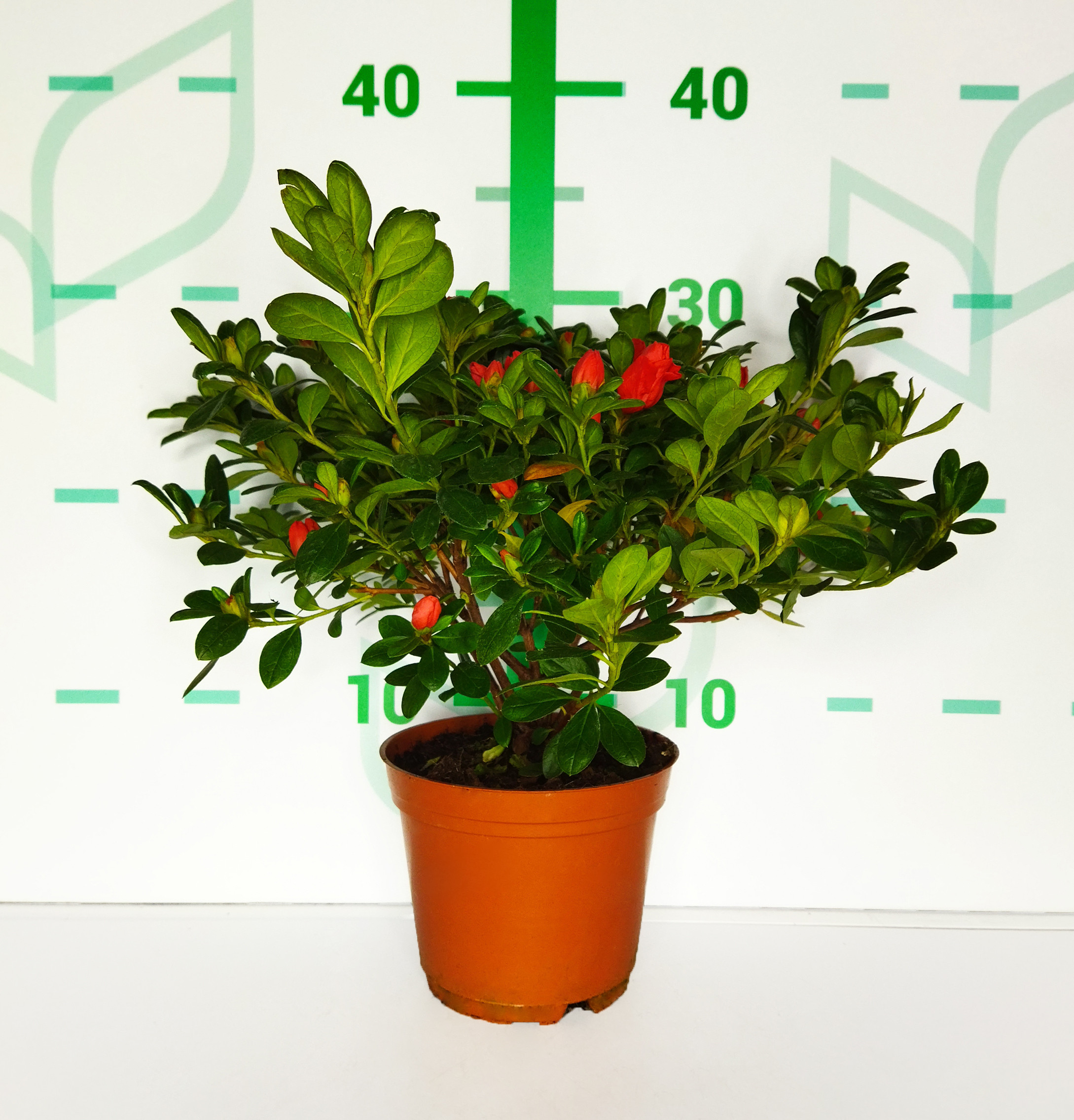 Azalea indica 1L 12/15