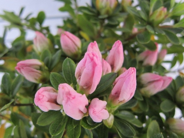 Azalea japonica 35L Ht 100