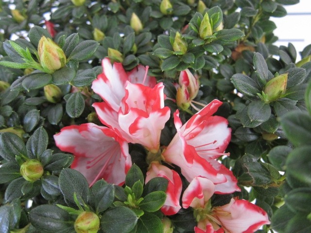 Azalea indica 1L 12/15