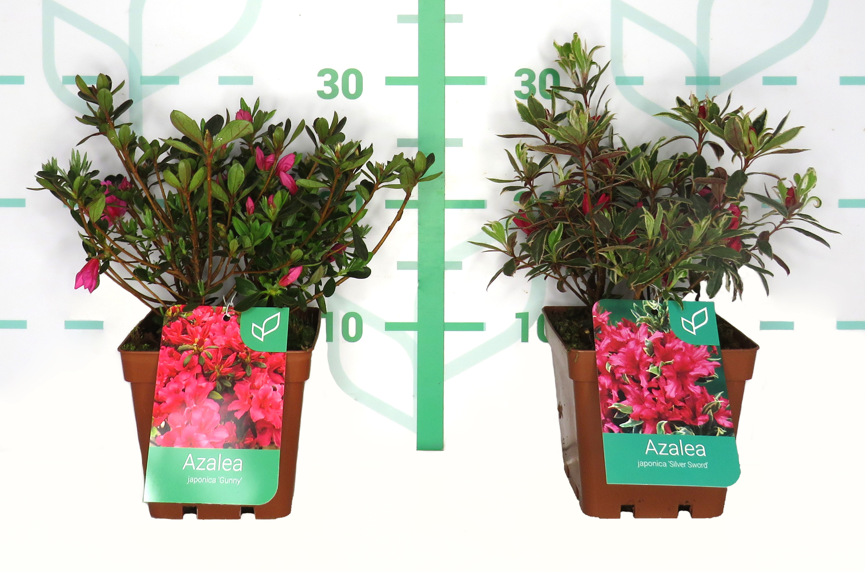 Azalea japonica 1.6L 20/30