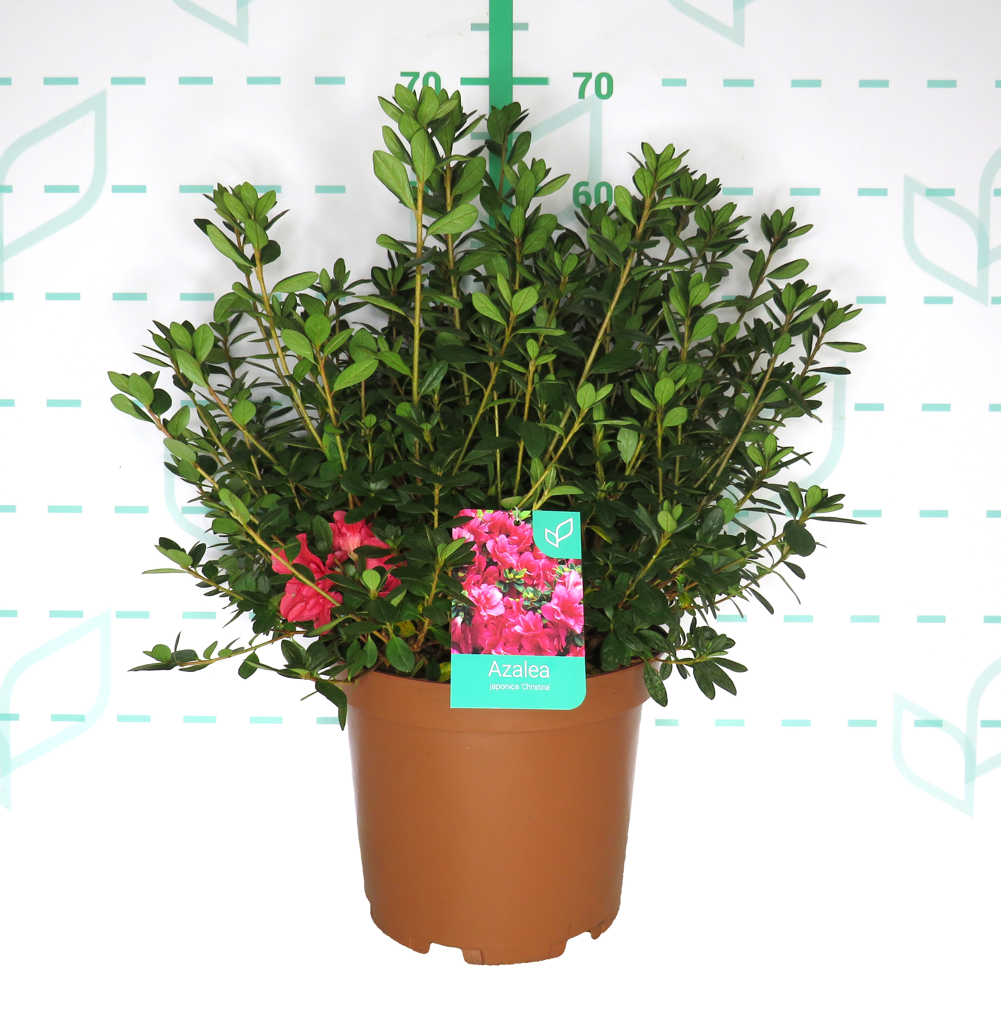Azalea japonica 10L 30/40