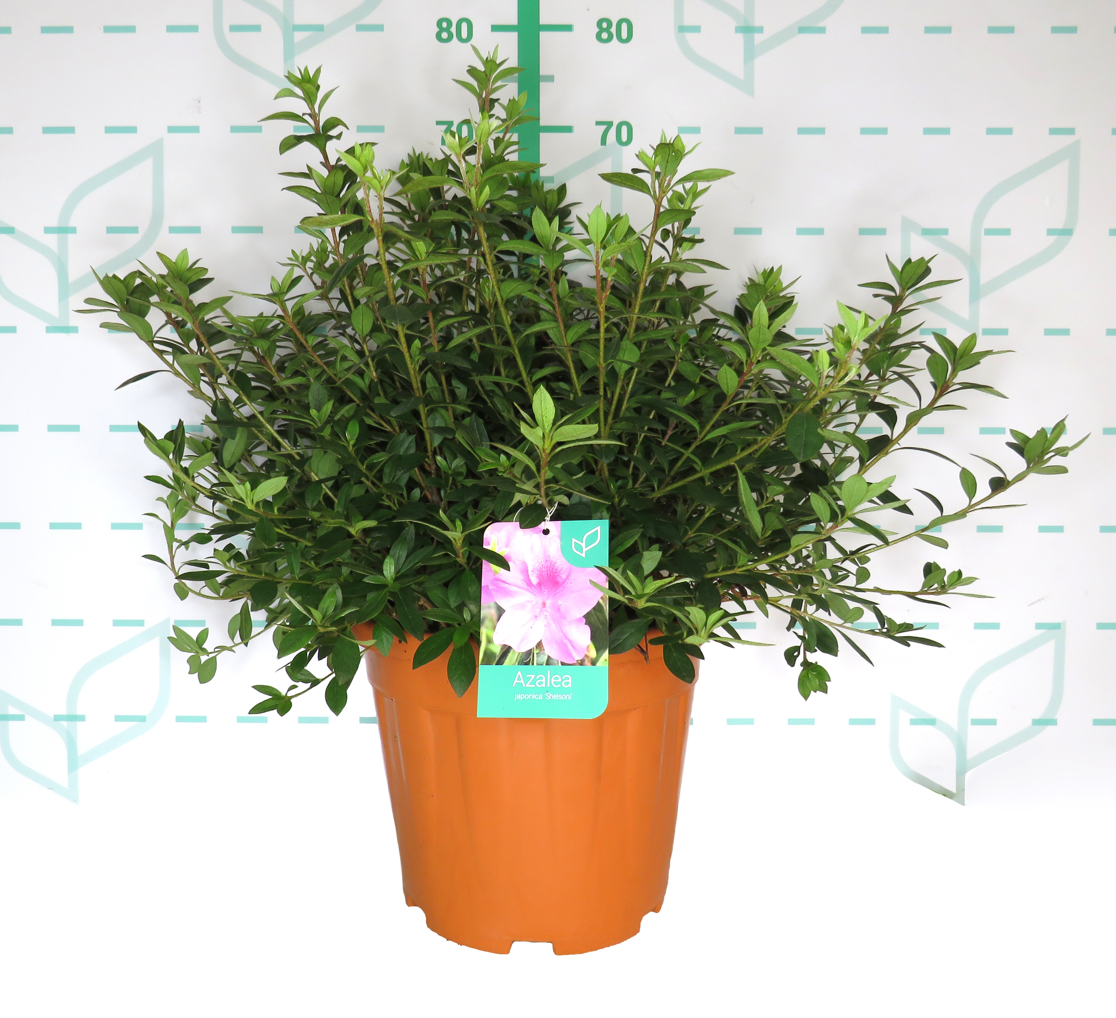 Azalea japonica 15L 60/80