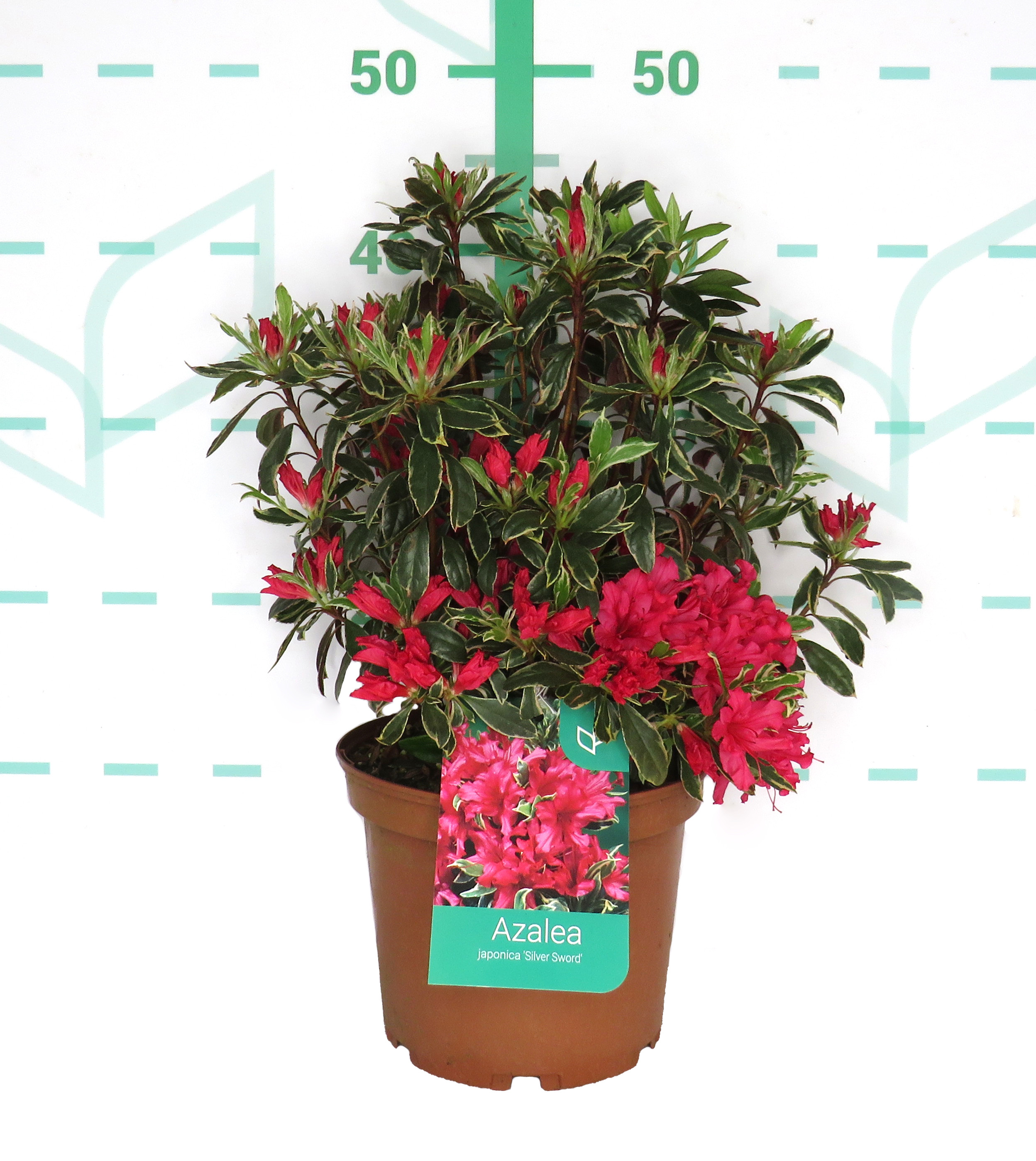 Azalea japonica 3L 25/35