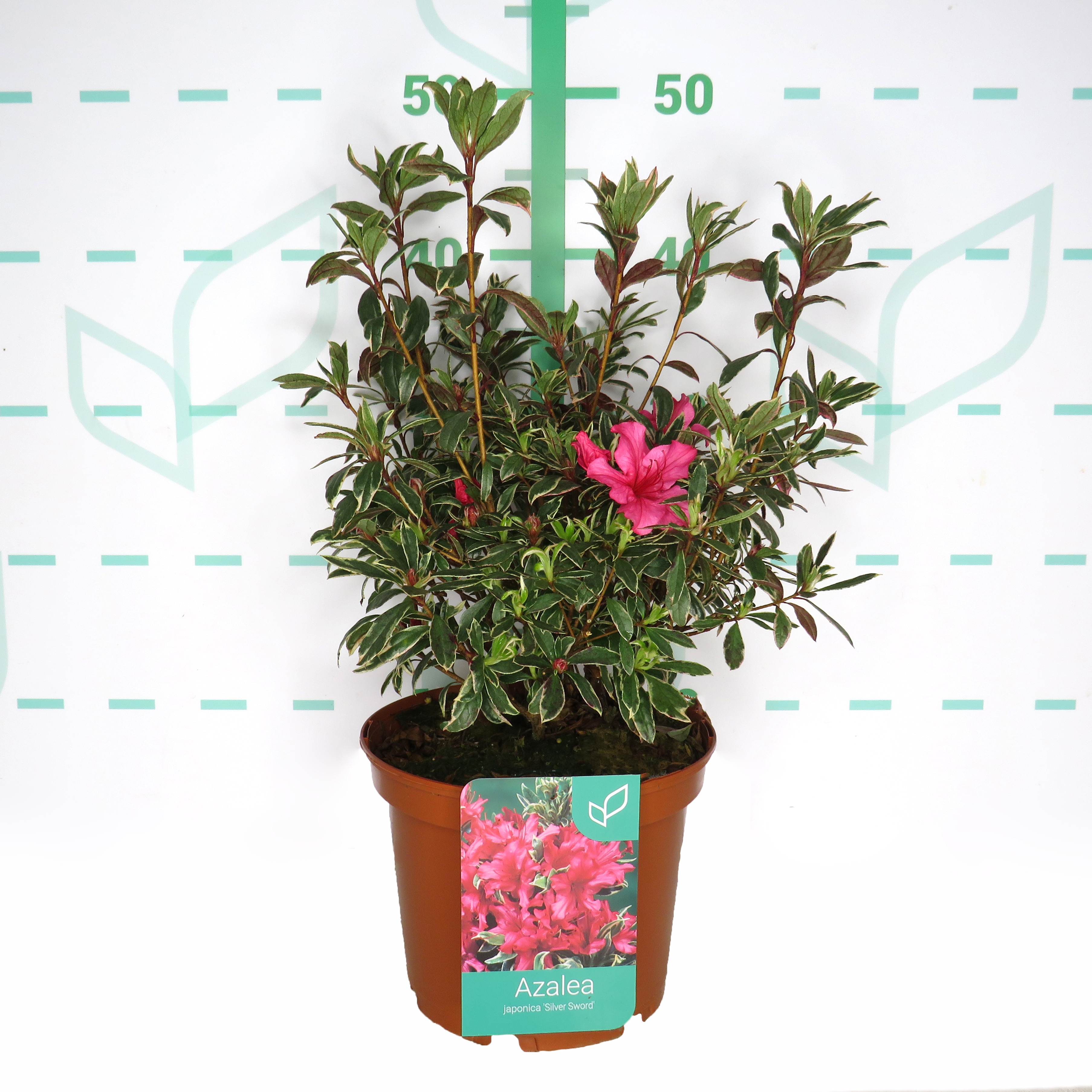Azalea japonica 3L 25/35