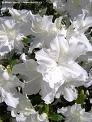 Azalea japonica 6L Cuadrada Ht 50/60 80/100