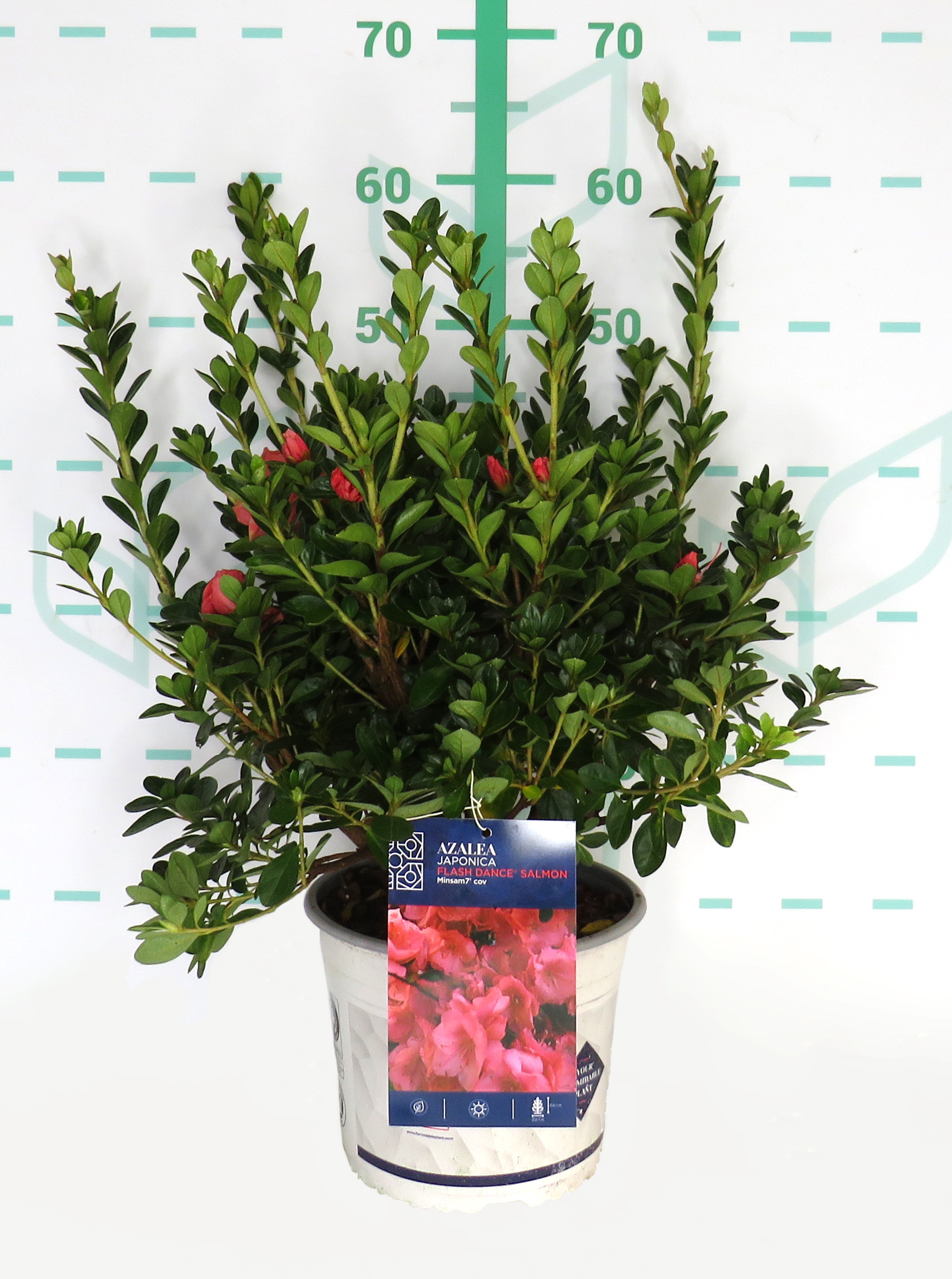 Azalea japonica FLASH DANCE ® 4L