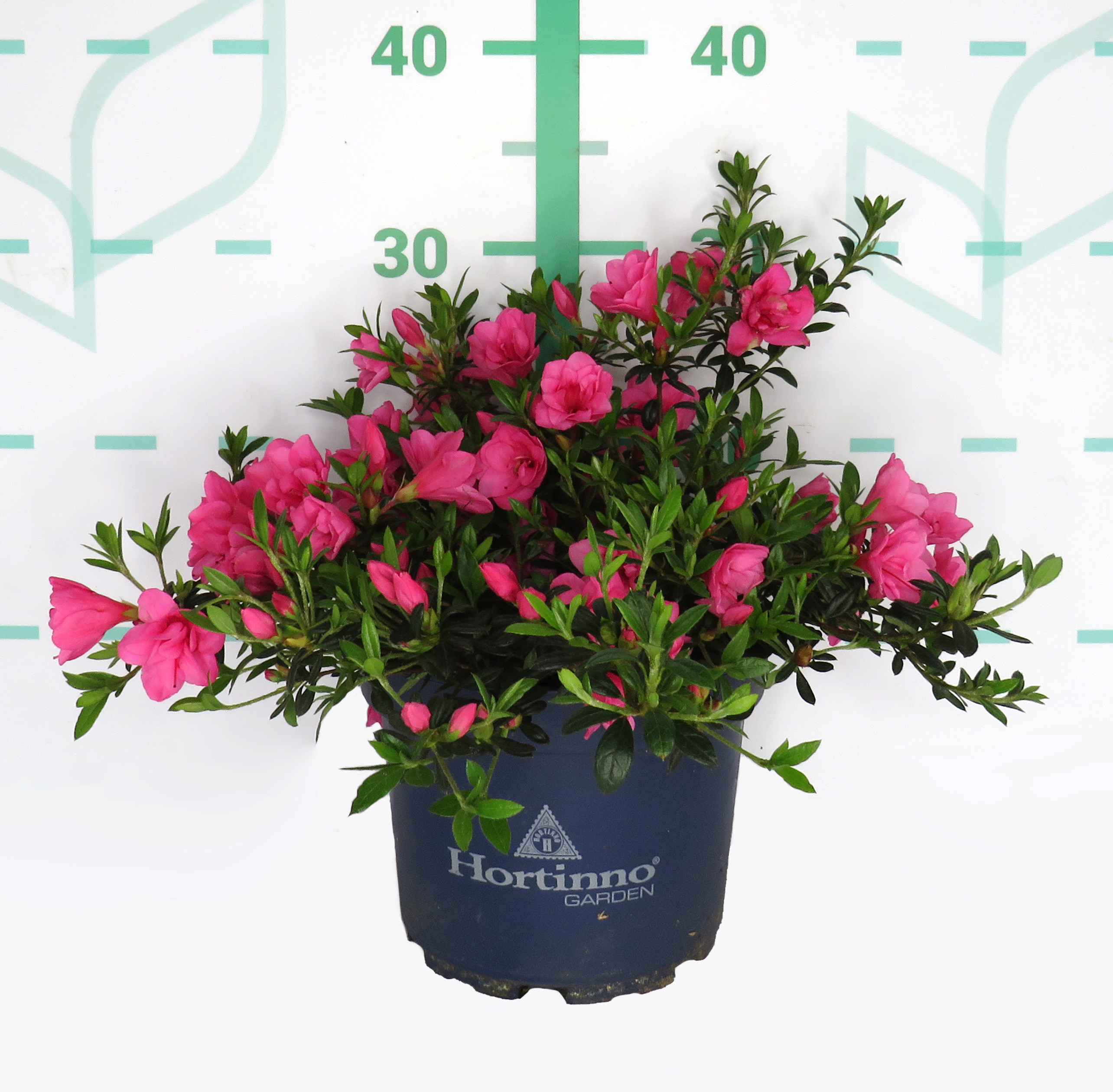 Azalea japonica "Cascadula" HORTINNO ® 3L 25/35