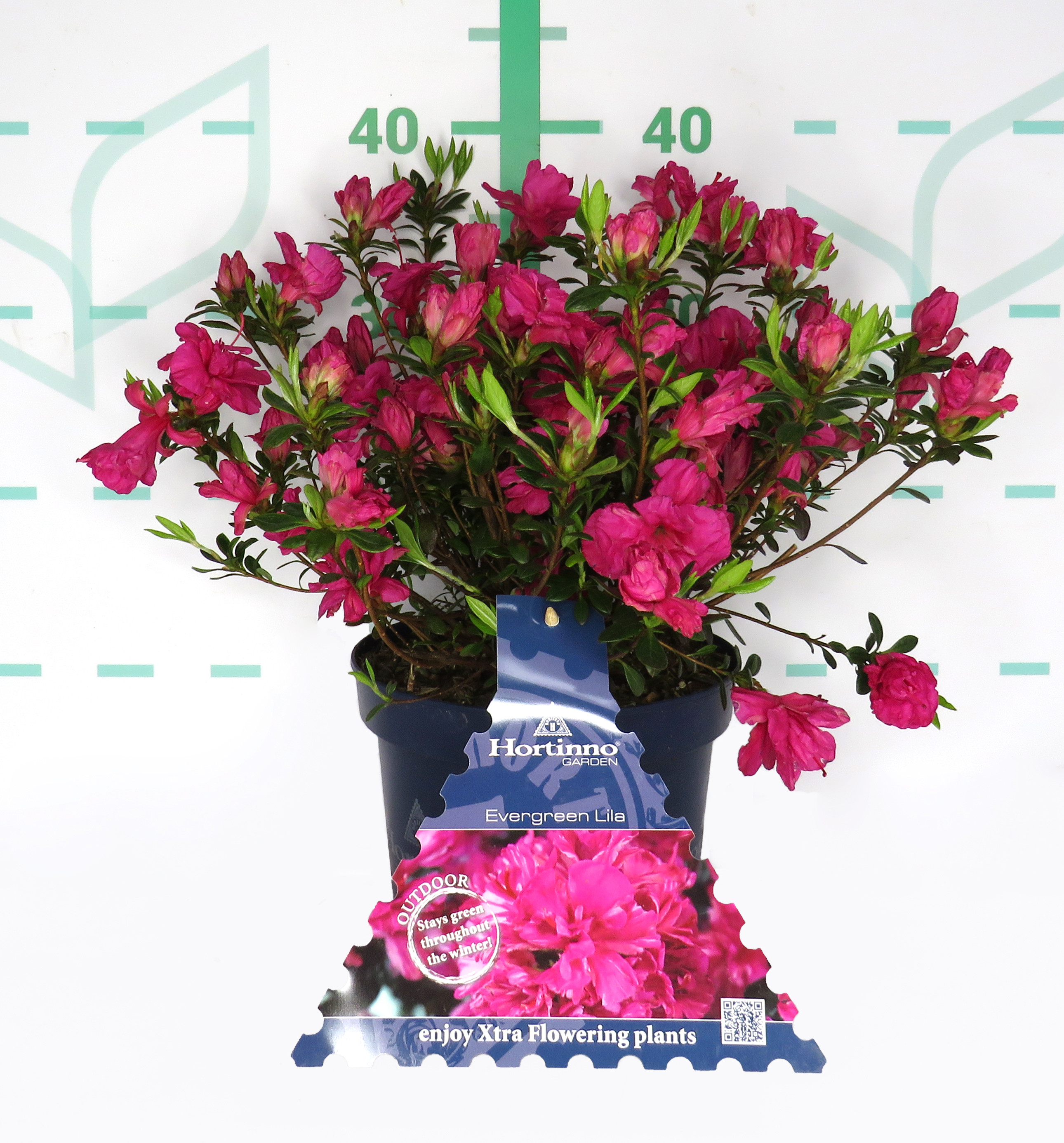 Azalea japonica HORTINNO ® 3L 25/35