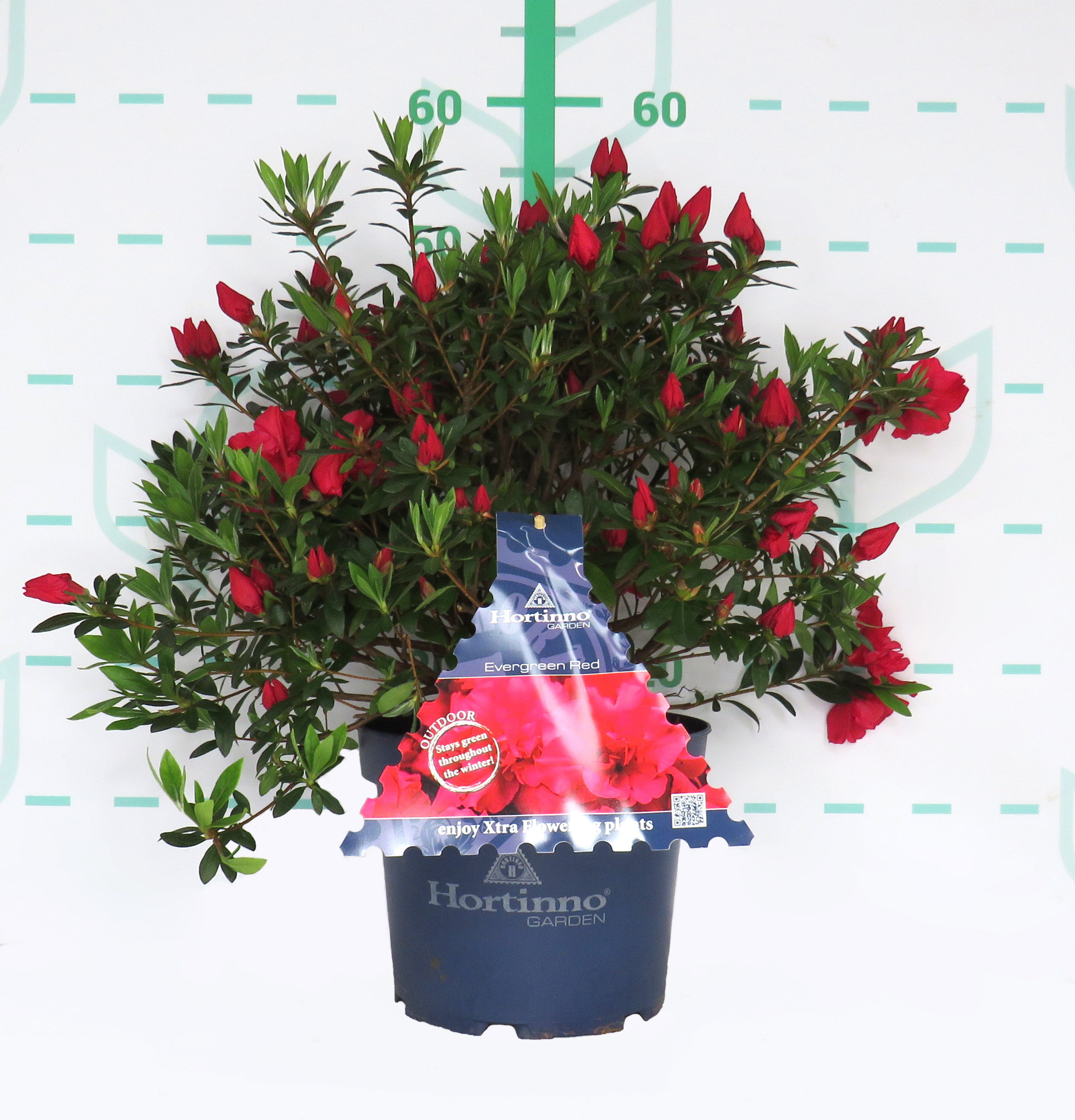 Azalea japonica HORTINNO ® 5L 30/40