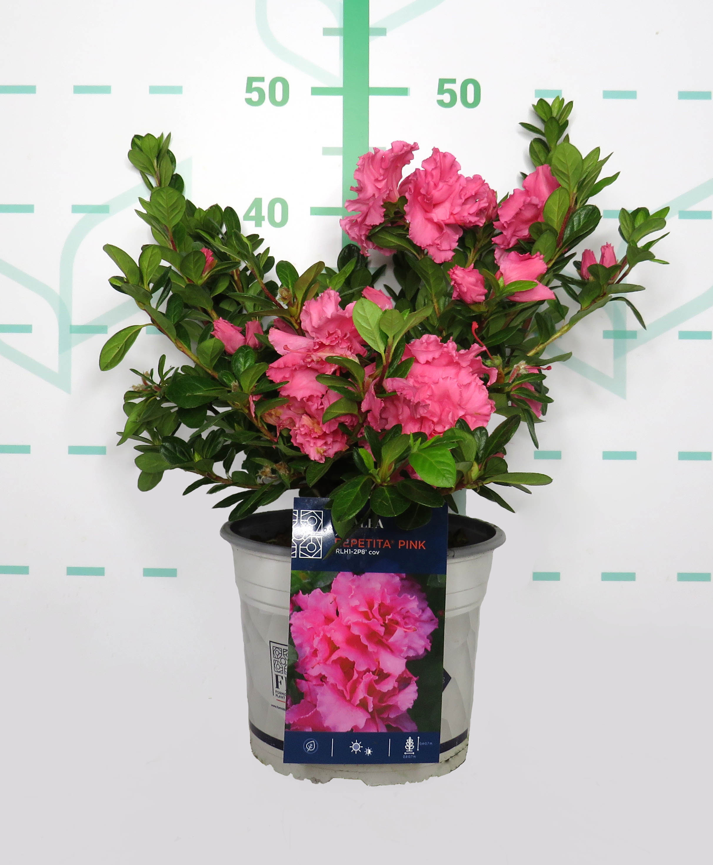 Azalea REPETITA ® 4L 25/30