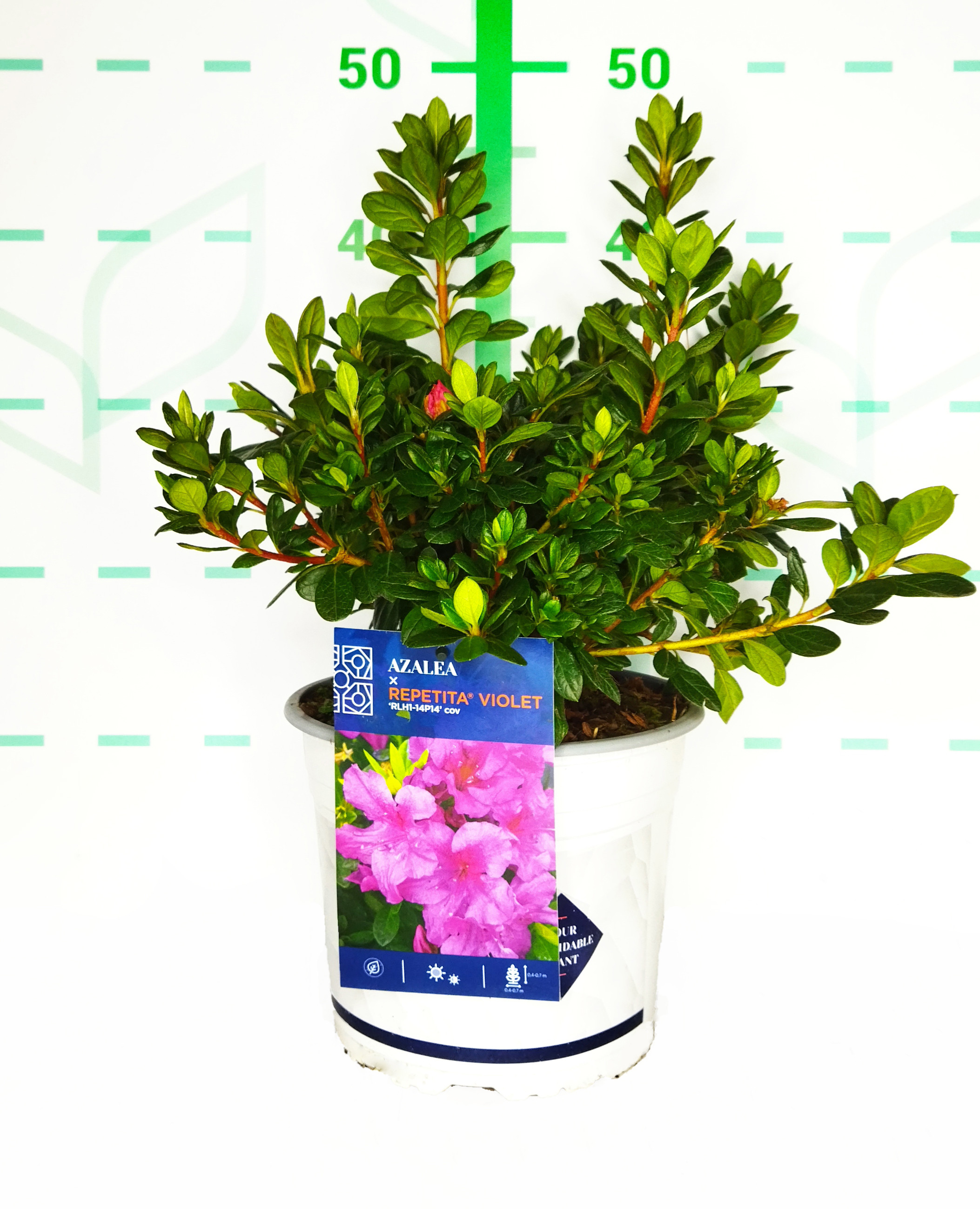 Azalea REPETITA ® 4L 20/25 Refloreciente