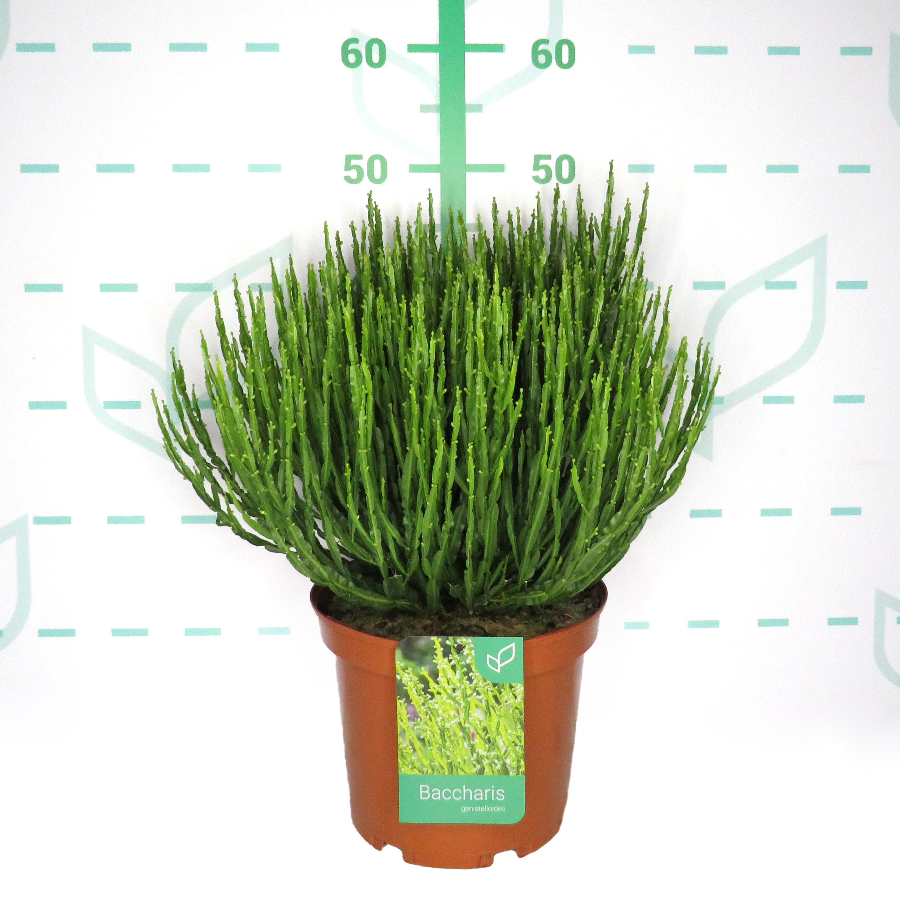 Baccharis genistelloides 5L 35/45