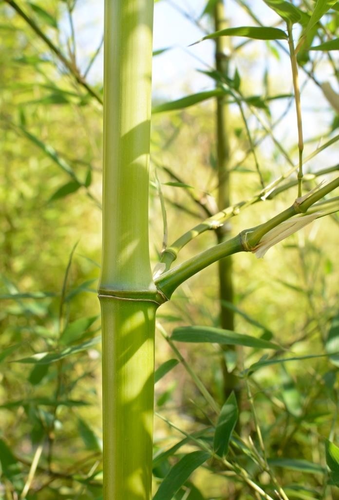 Phyllostachys aurea 10L 3-5 250/300