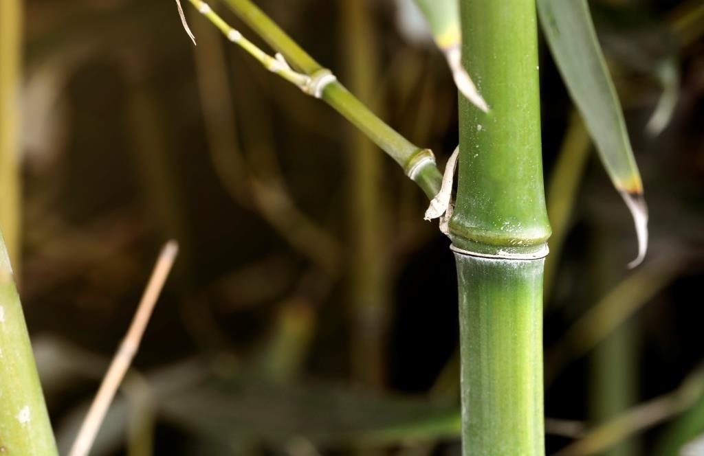 Phyllostachys bissetii 5L 2-4 100/150