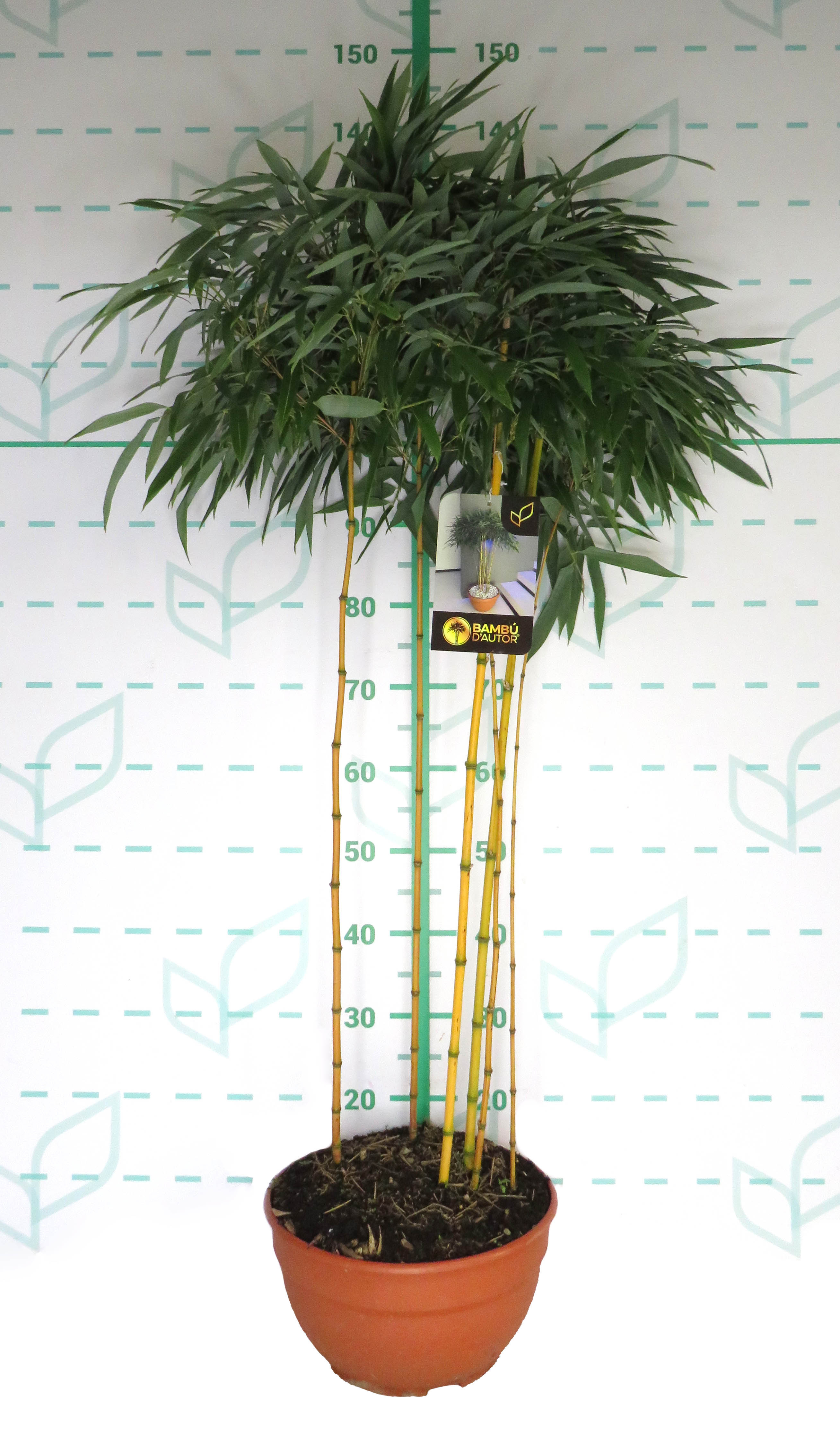Bambú d´autor 9L Tarrina 90/100