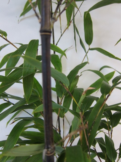 Phyllostachys nigra 50L 6-10 300/350