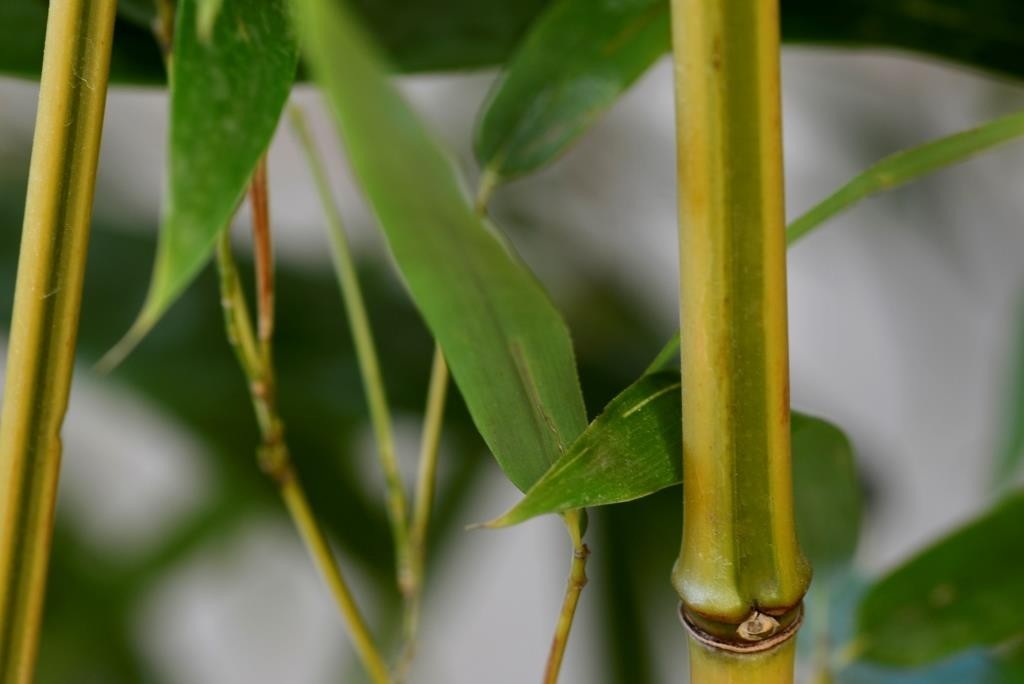 Phyllostachys aureosulcata "Spectabilis" 10L 4-5 300/350